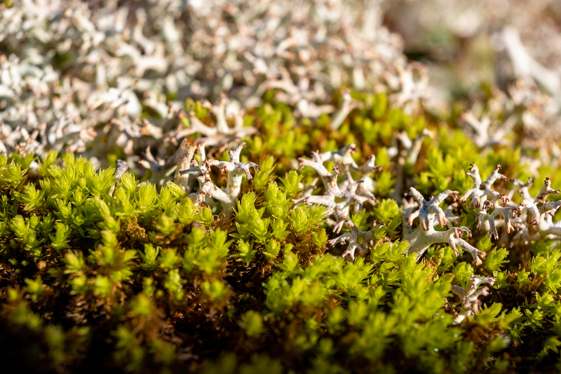 This resembles the forest I'm in. Dead sticks standing from the fire while the new growth trees make their way into the forest.