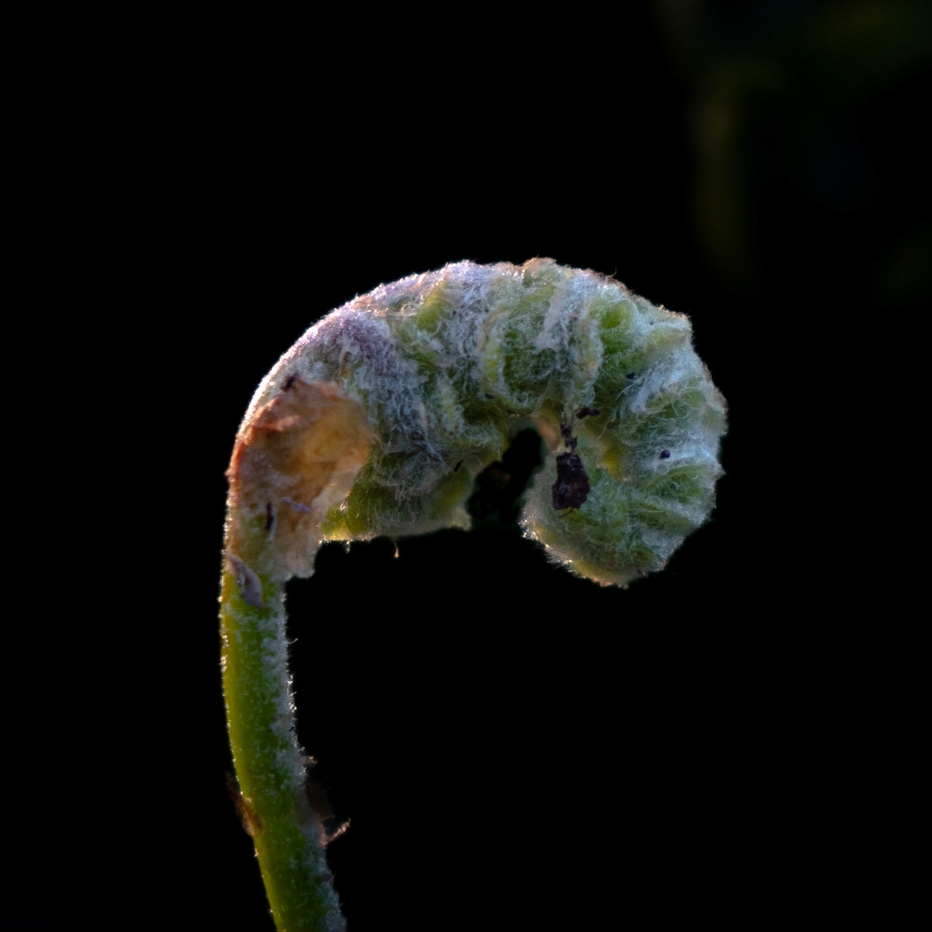Fern portrait in the light of sunset.