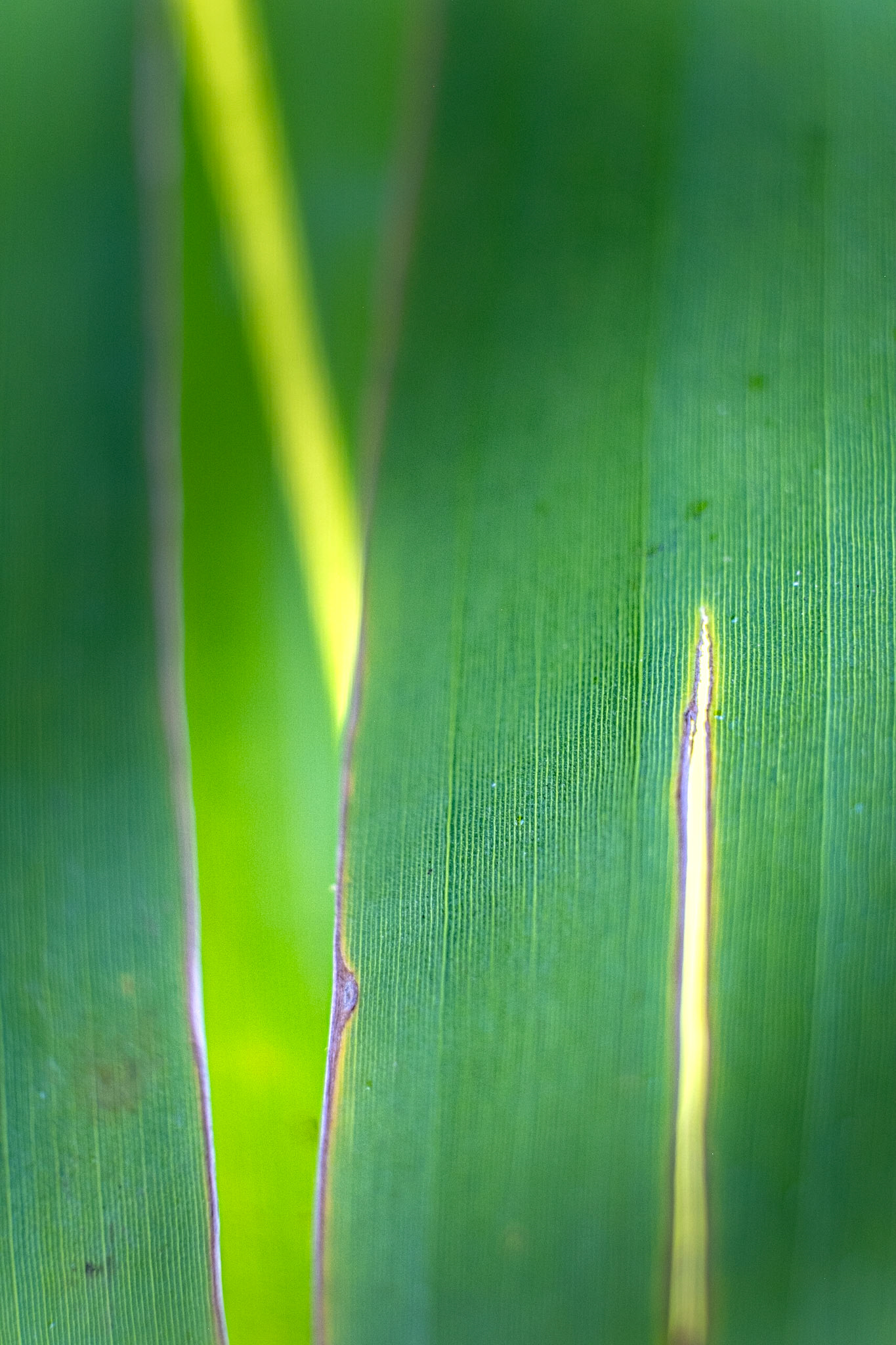 The simplicity of a palm frond-
