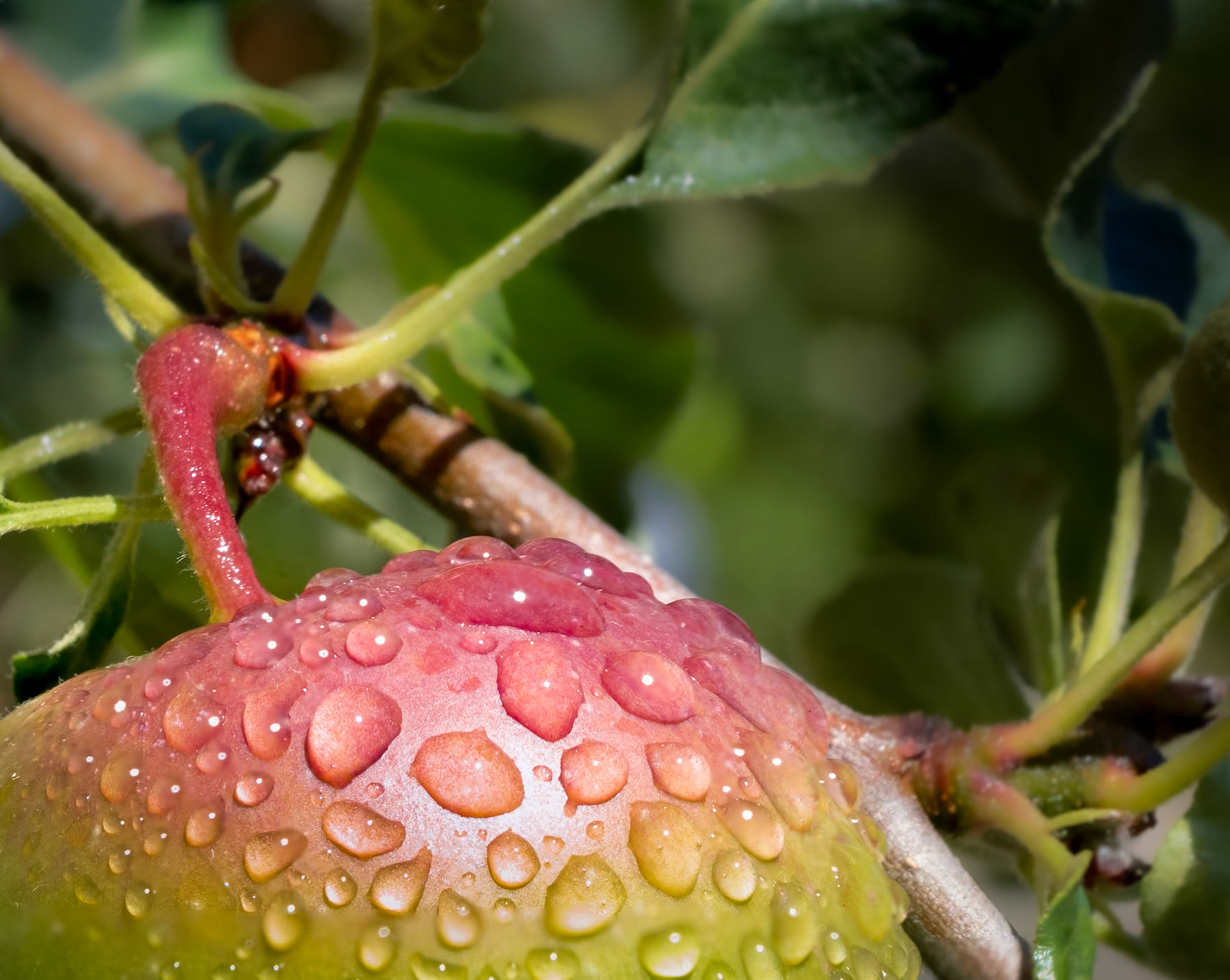 Have you had your apple today? - I've watched this tree grow since I was 7. A gift from my neighbor who shared everything from her gardens. Now, it's 15' tall and produces apples every year.