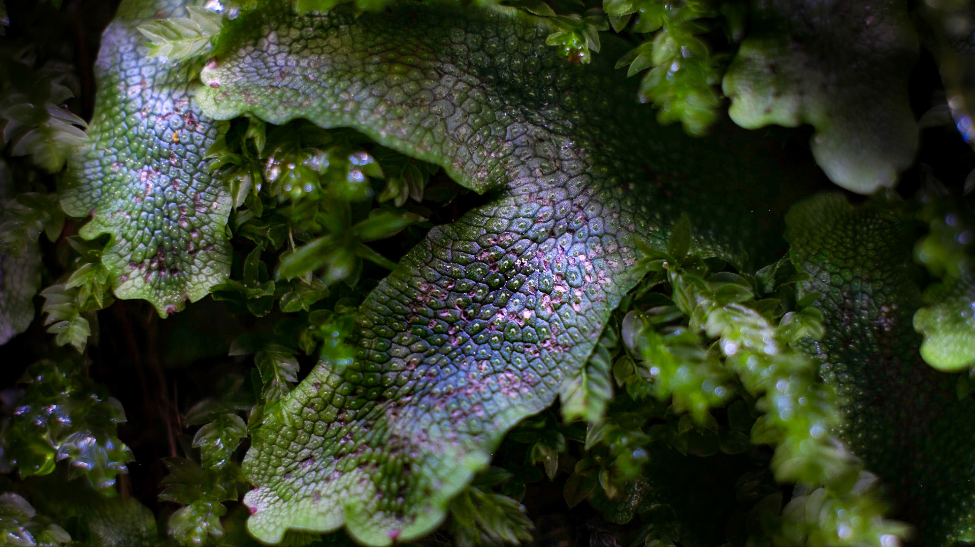 Some sort of liverwort, maybe snakeskin liverwort.