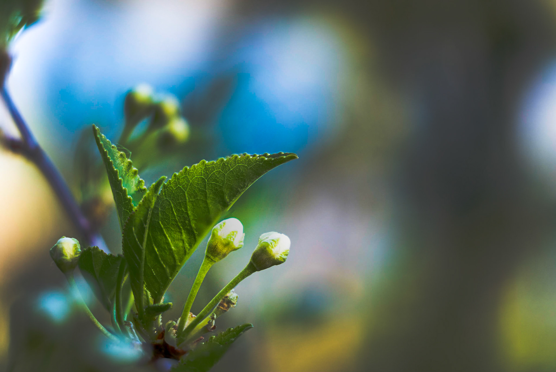 Trees still budding and flowering up on the northland.