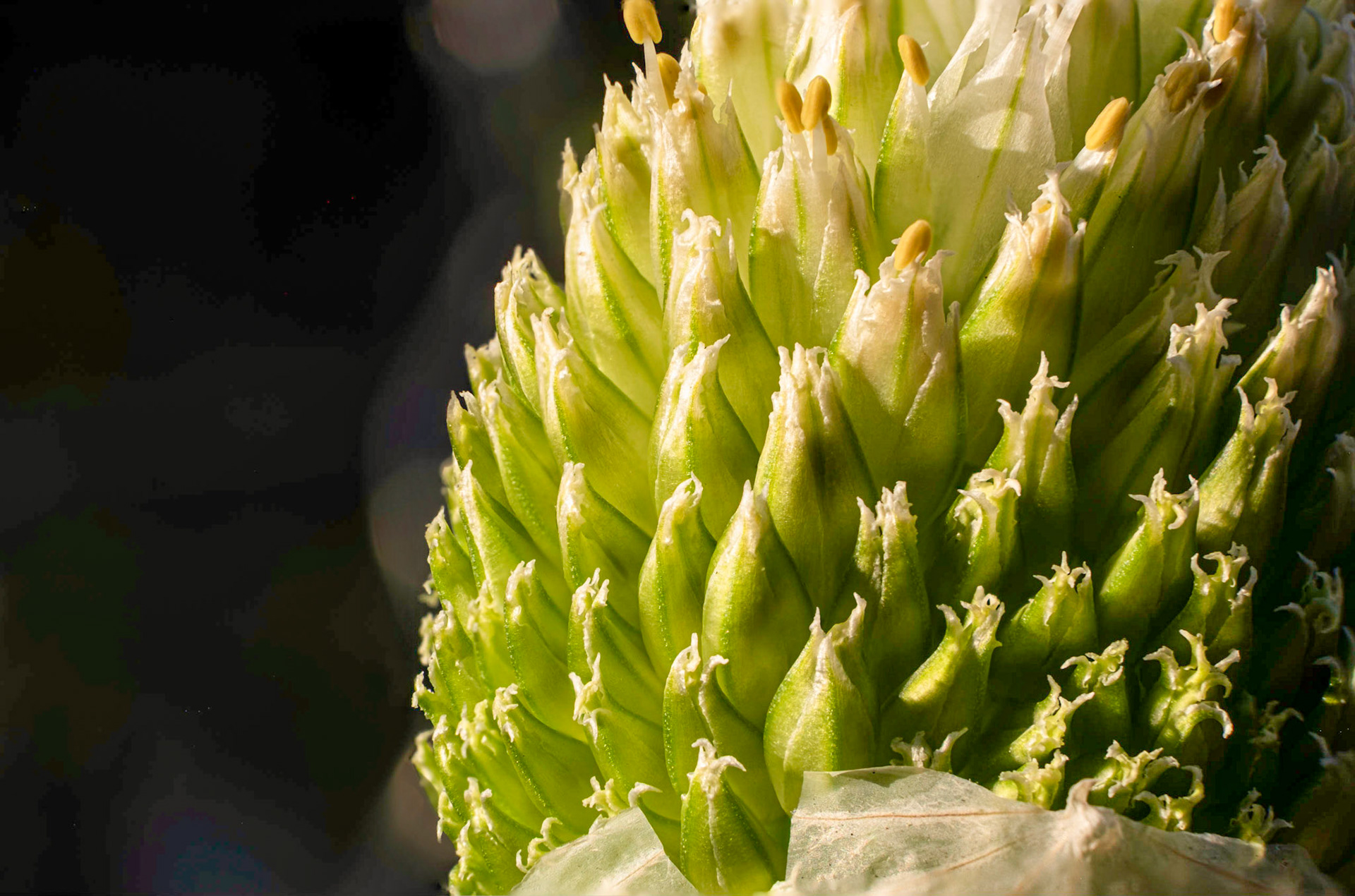 ...of course, it's in CA, does it really need to try that hard to get sun?