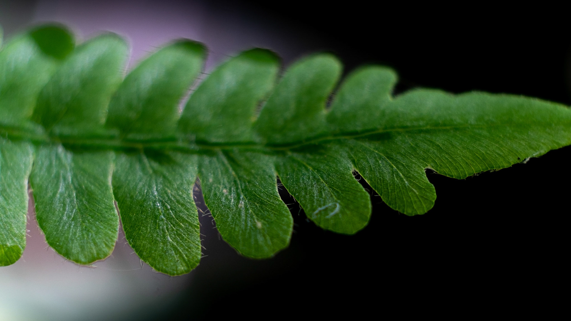 The finer detail of a frond from a Bracken Fern