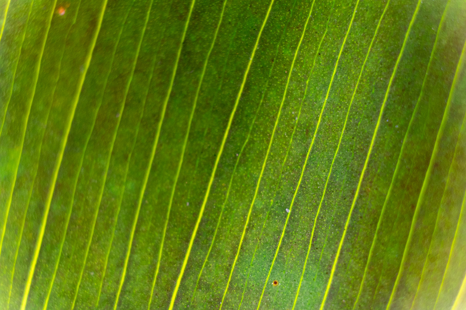 So many different ways to shoot the folds, splits in the leaf, sun shining from the front or behind.