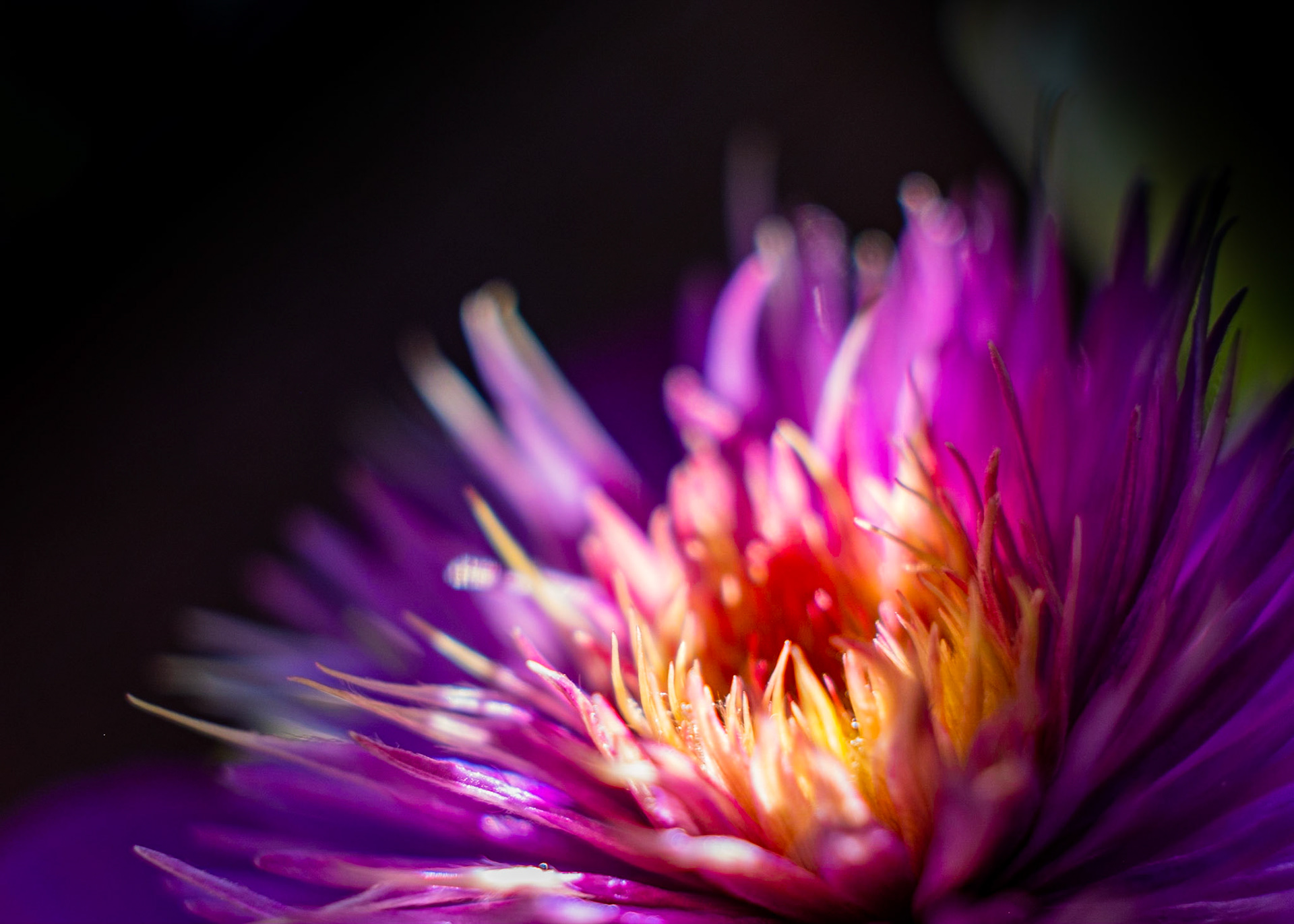 The mysterious Clematis - The location of this gave a perfect mix of shadow from the trellis, and the morning sun.