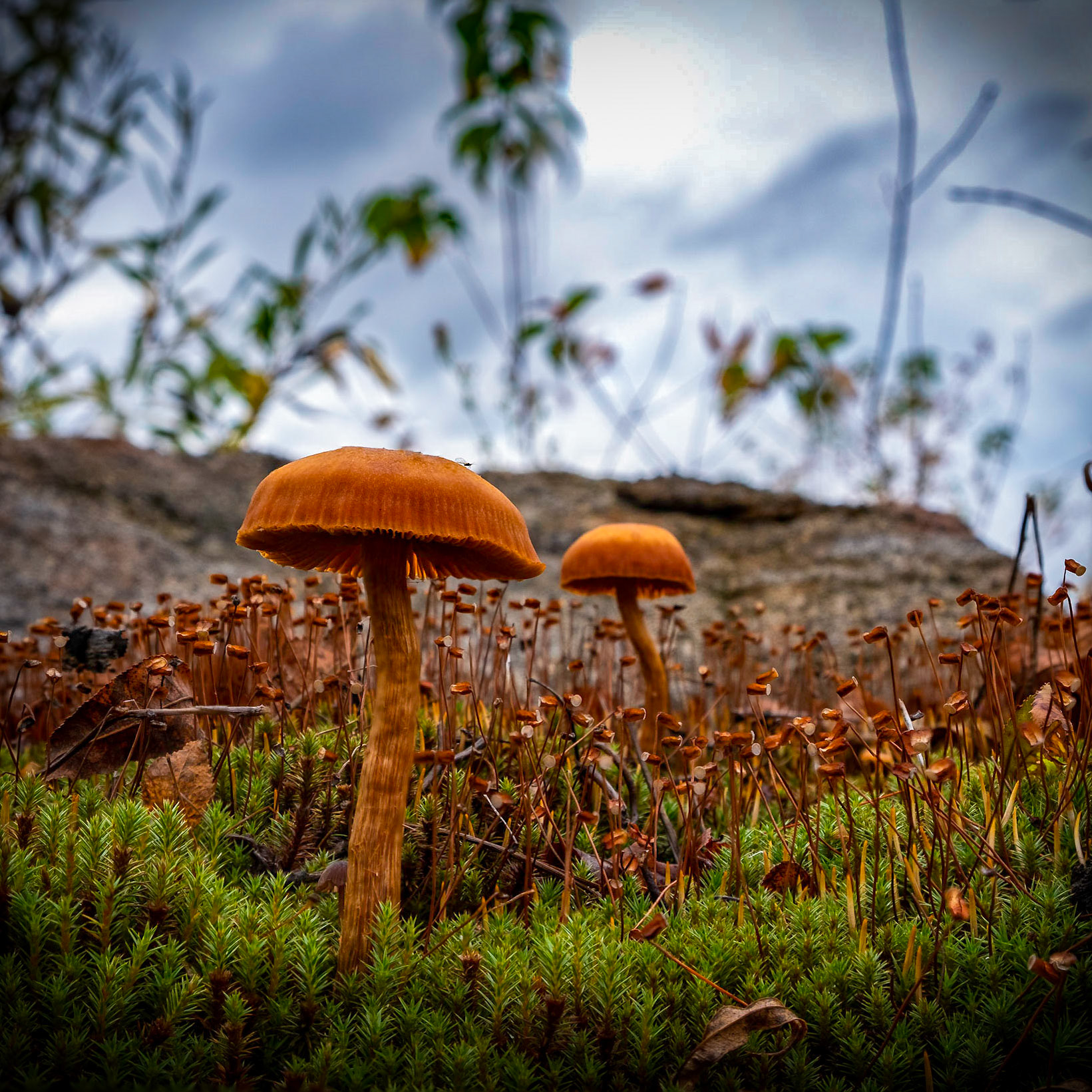 The mini forest needs attention too.