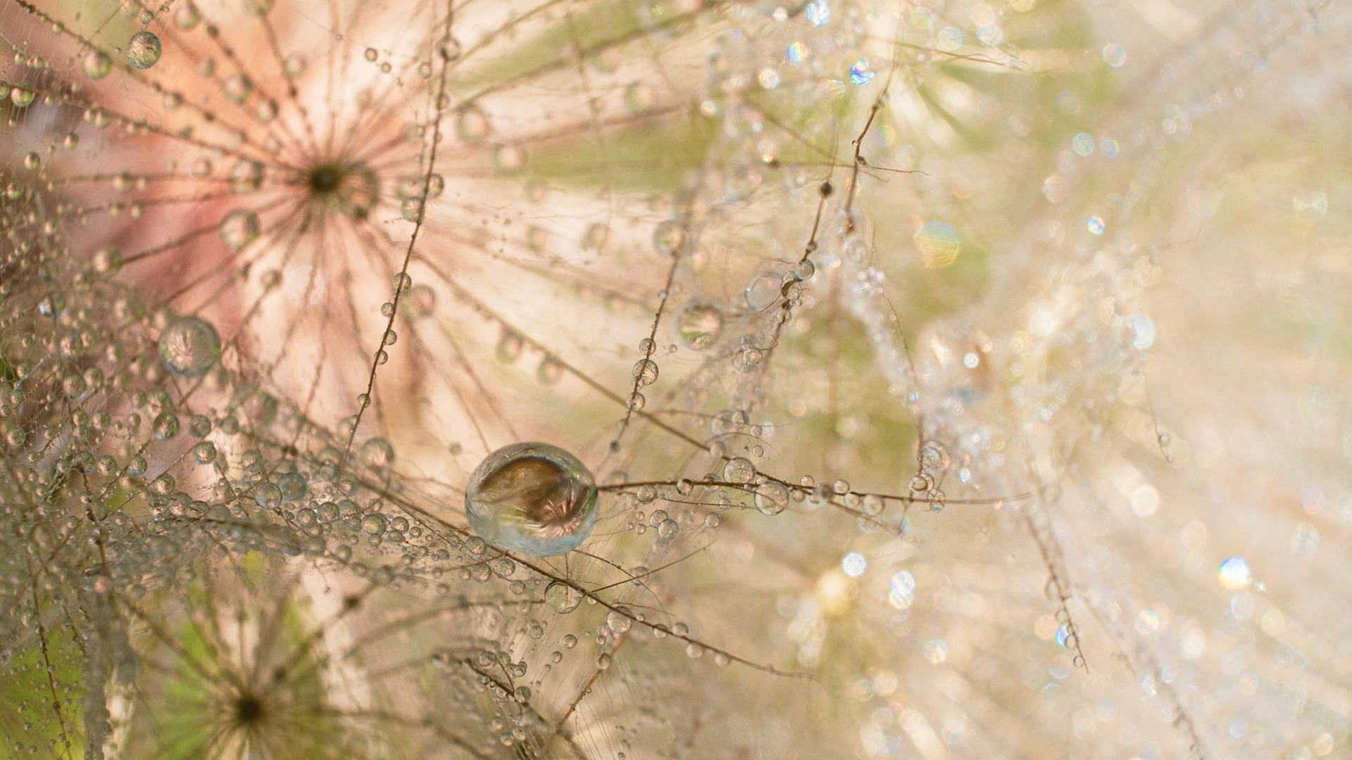 Like the web of a spider, you can get lost within the tangled reaches of a salsify.