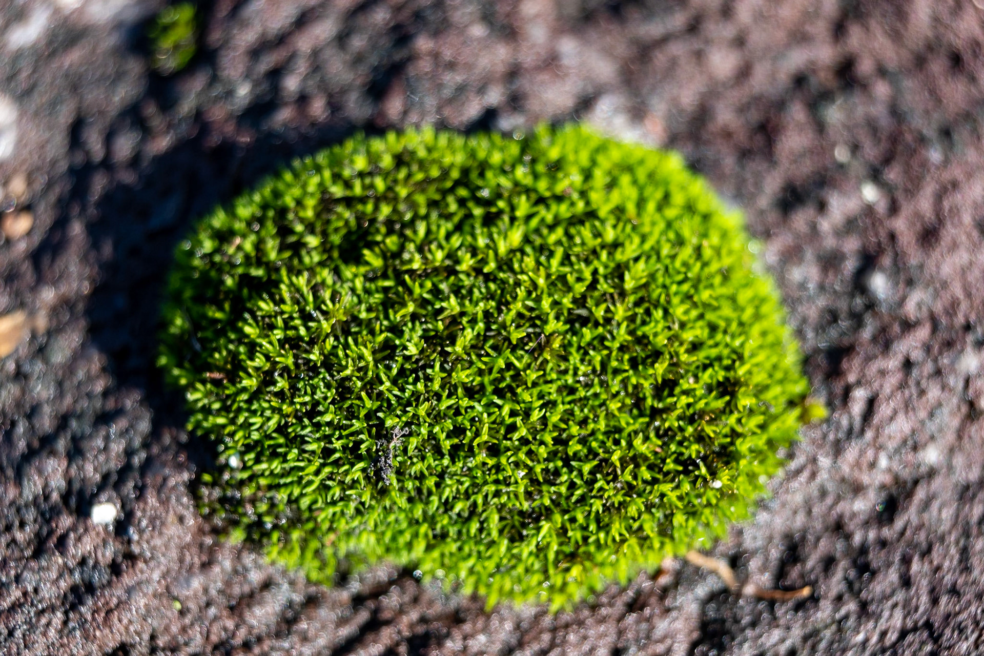 A nice little fluff ball.