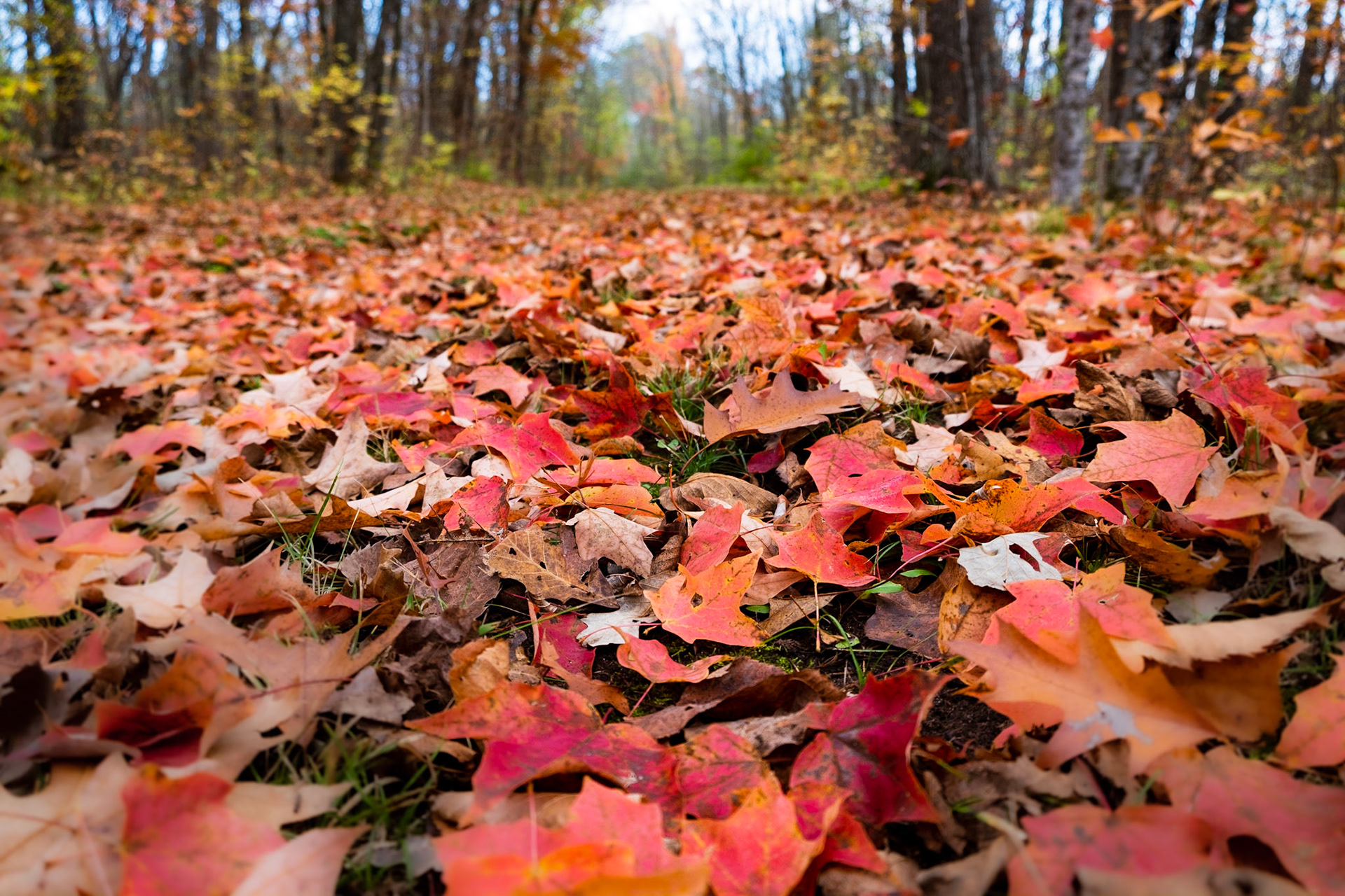 A wonderful trail filled with fall leaves.