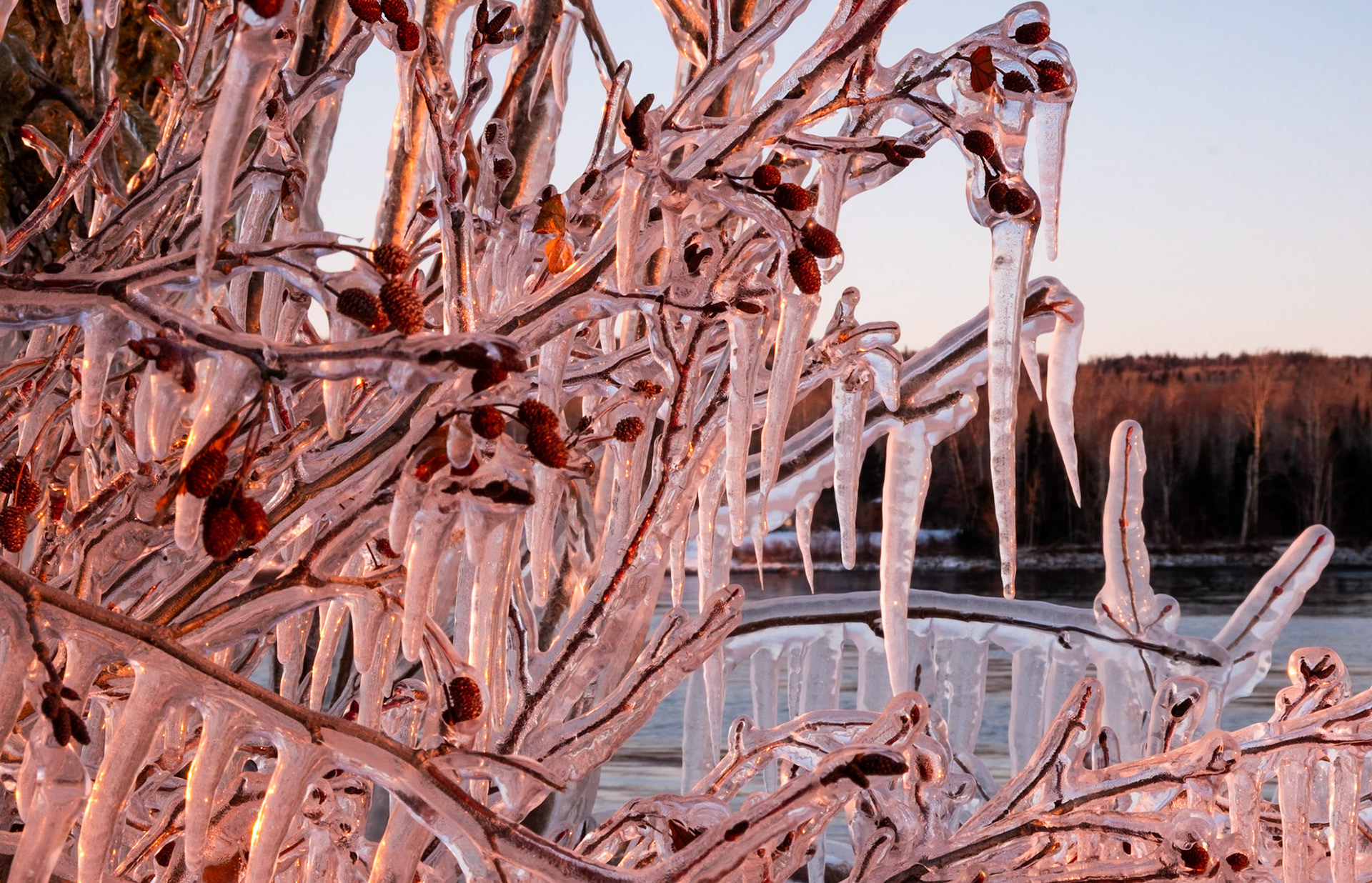 How does this shrub not just crumble to the ground under all that weight?
