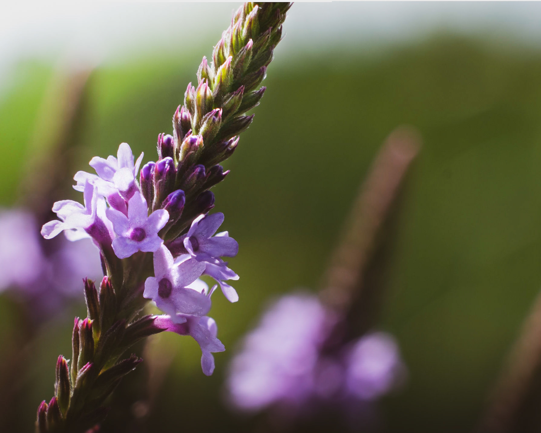 Lunch time view-  Trying to find some quiet time at work. Headed outside by a retaining pond and found this view.   Flower - Verbena Hastata (Blue Vervain)