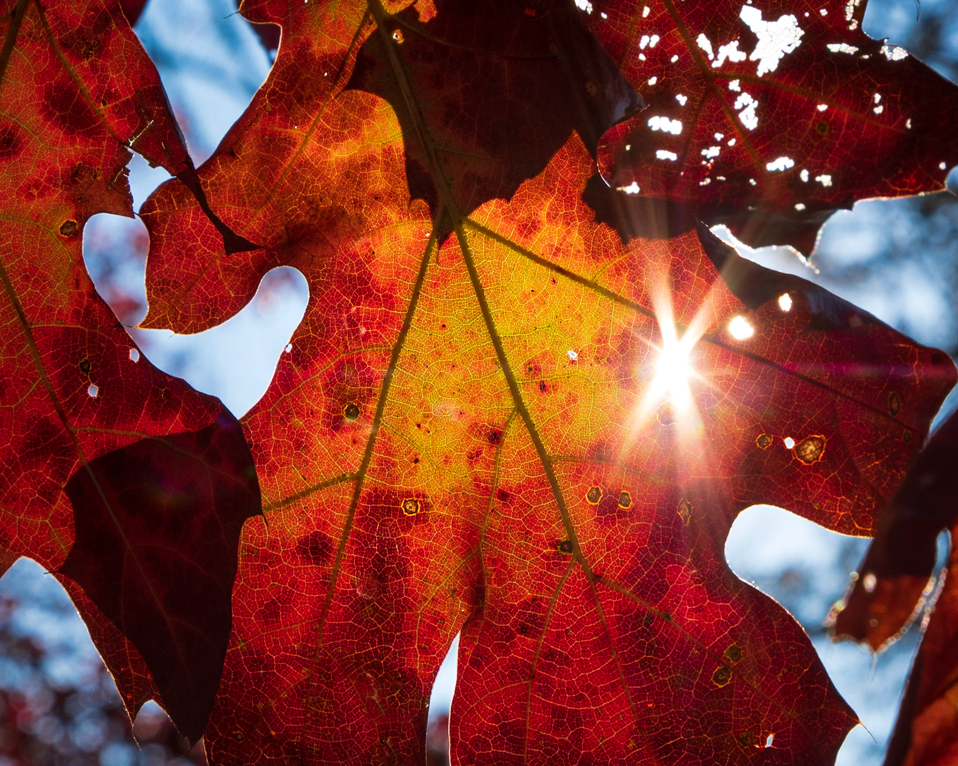The amazing feeling of the sunshine on a cool fall autumn morning.