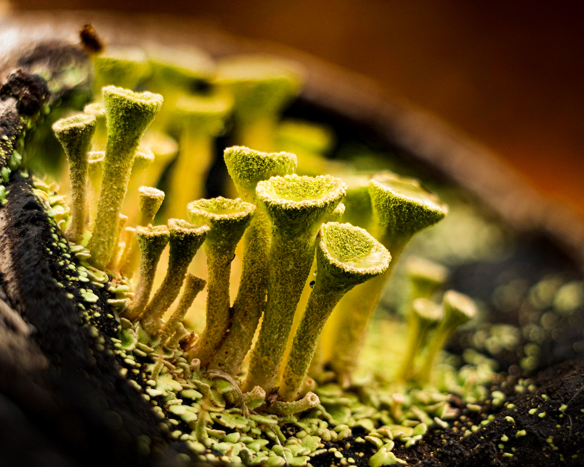 This is where golf tees are made-  Cup Lichen