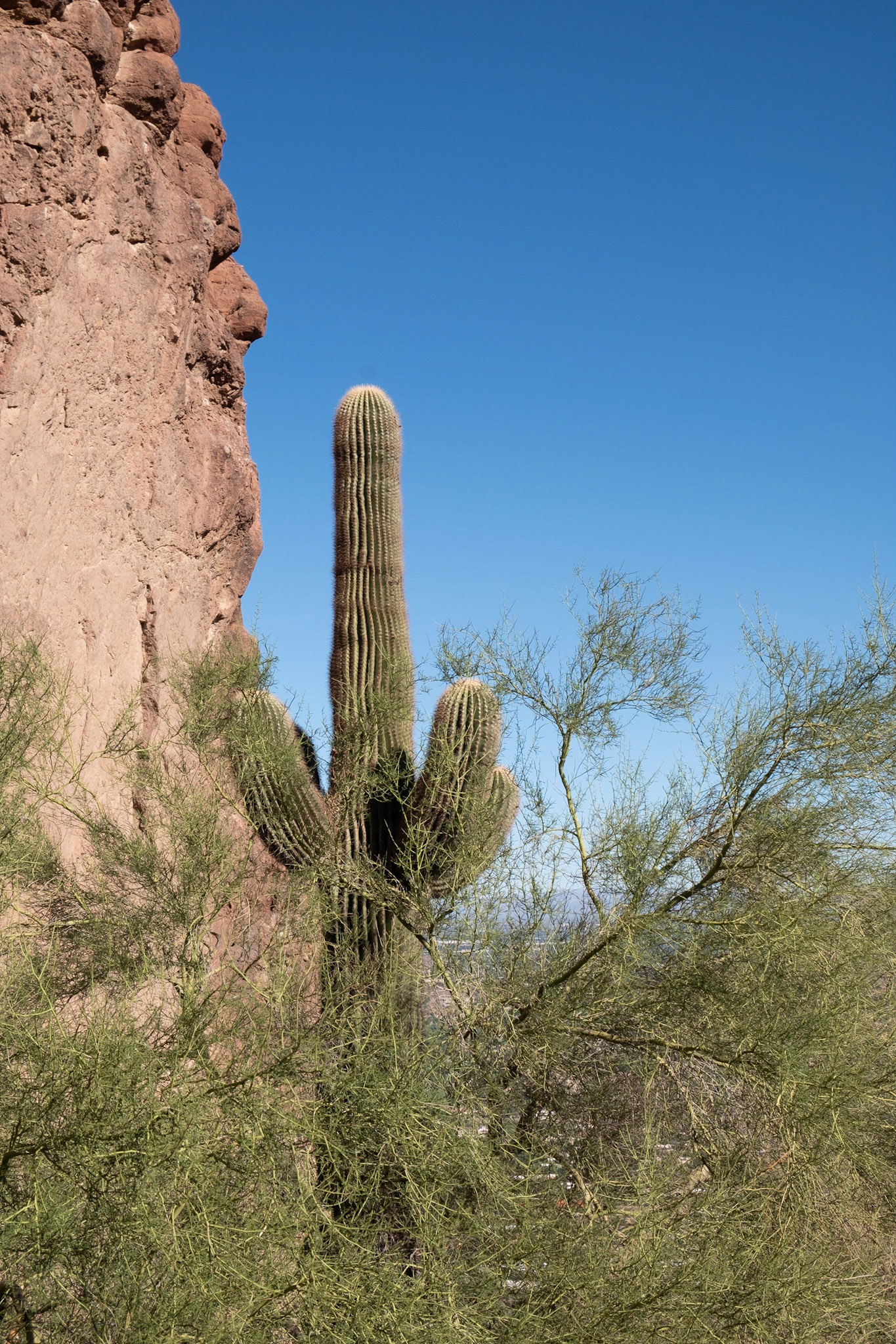 I think I've taken a picture of this cactus before. I should see how much it's grown in three years.