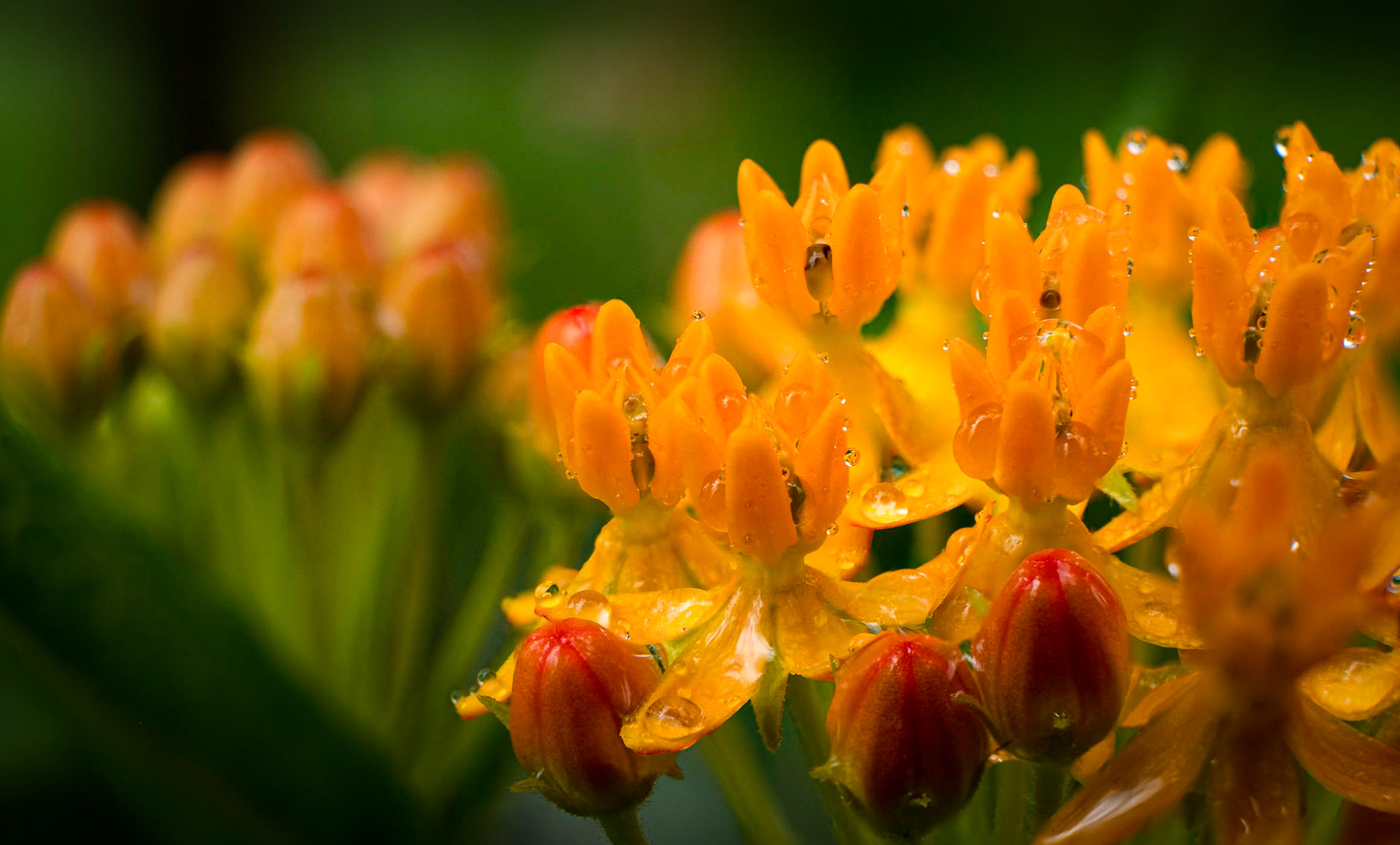 Butterfly Milkweed - The plant that makes butterflies go around.