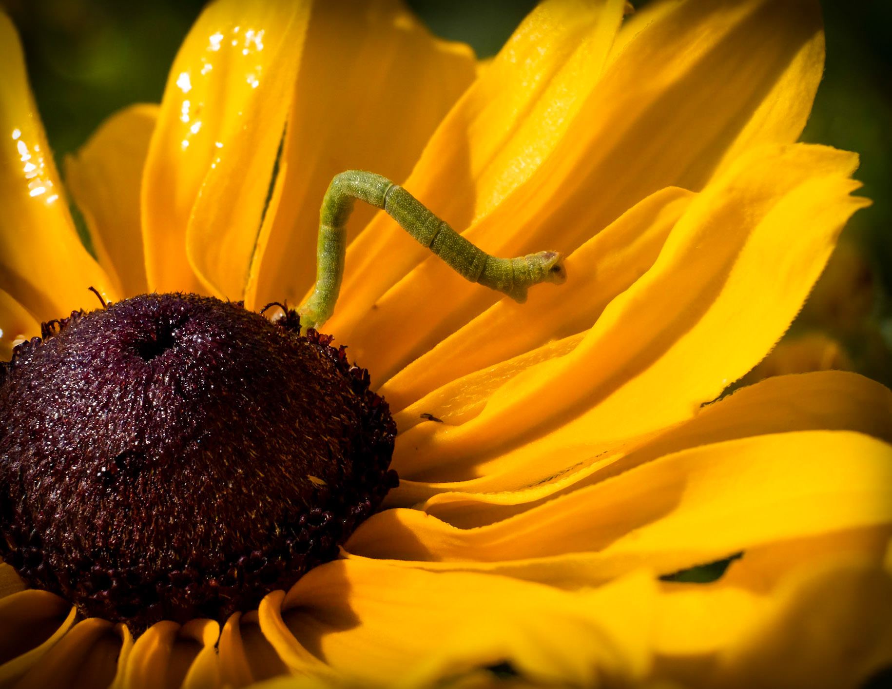 You give them an inch! They take up the whole shot!   Had fun with this little guy, he didn't sit still very well but at least he didn't move fast.