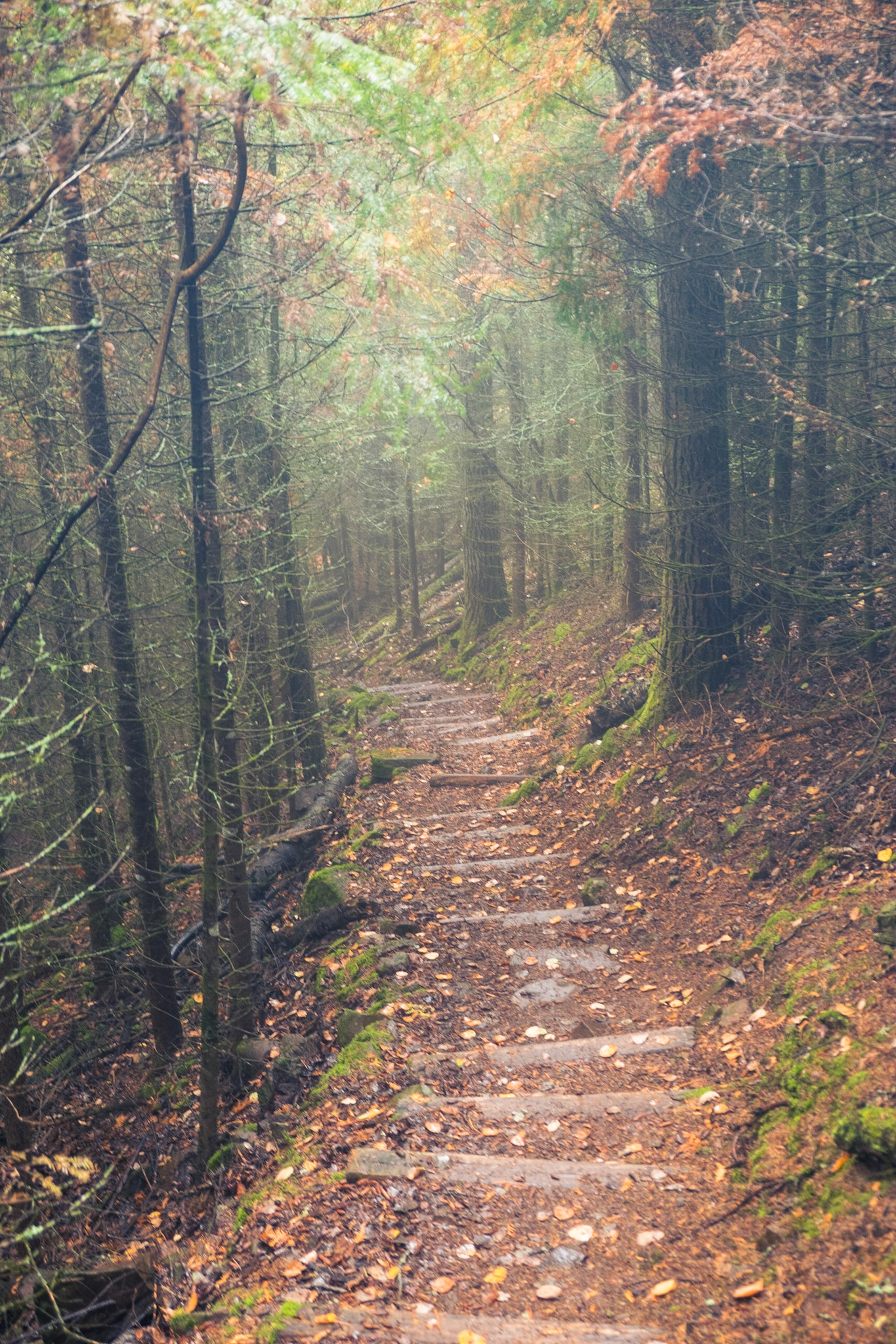 The way the forest looked was magical, but there was nothing short of hard work and hard breathing moving through these set of stairs.