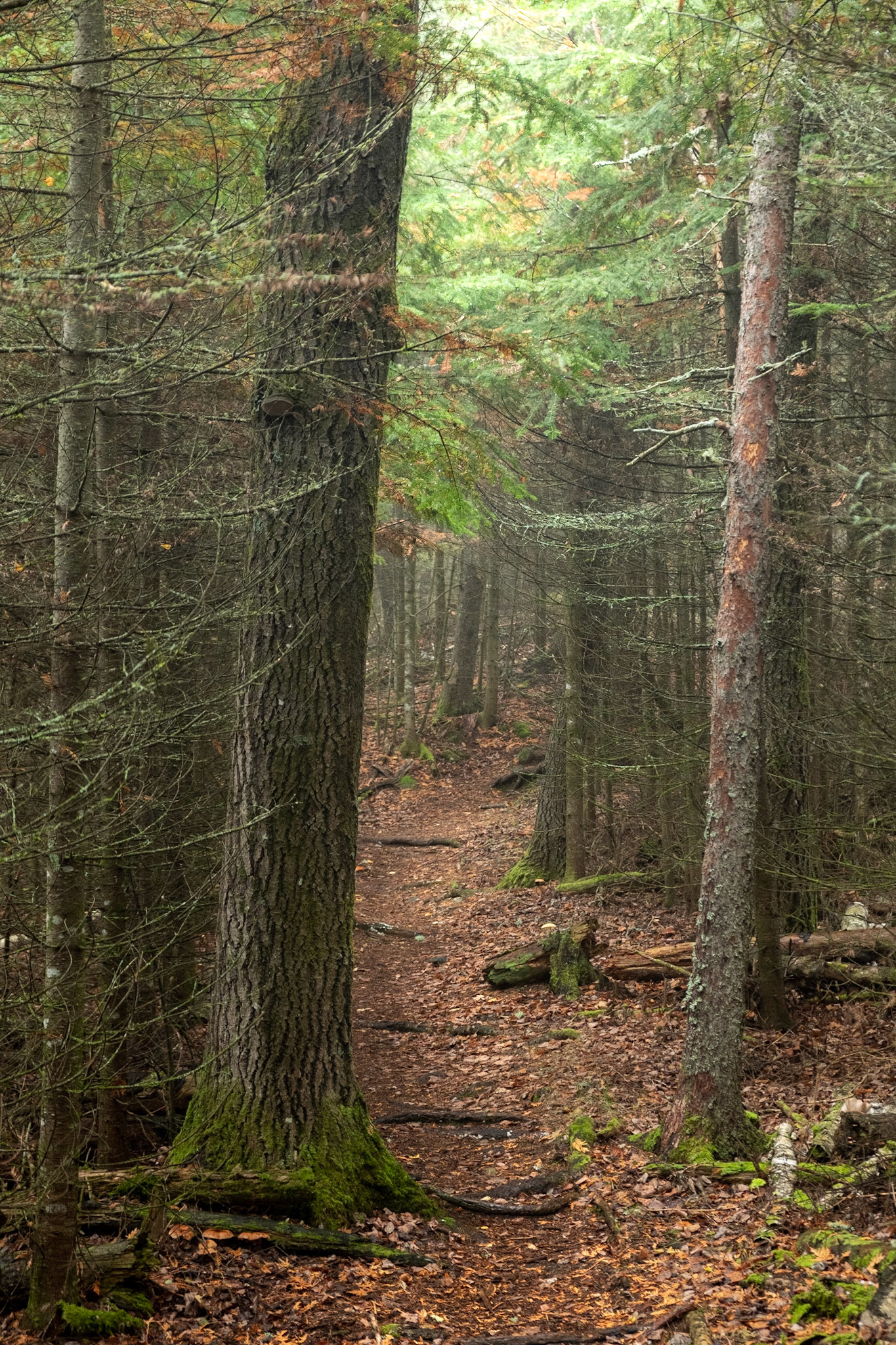 Oh good, more haunty trail time.