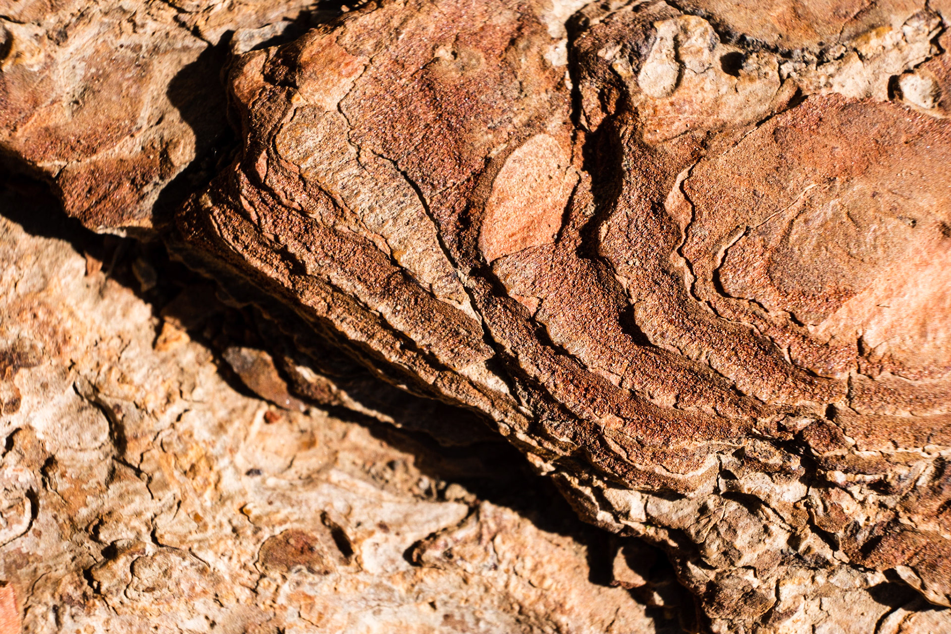 It must look strange when someone notices me taking one of these images since I’m standing face to the tree with only inches between. But I can’t help being drawn to the different textures.