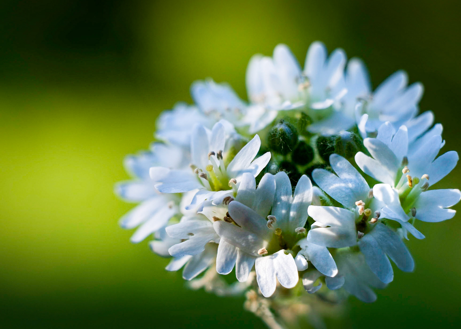 Hoary alyssum - Ever so tiny, yet blooming with flowers.
