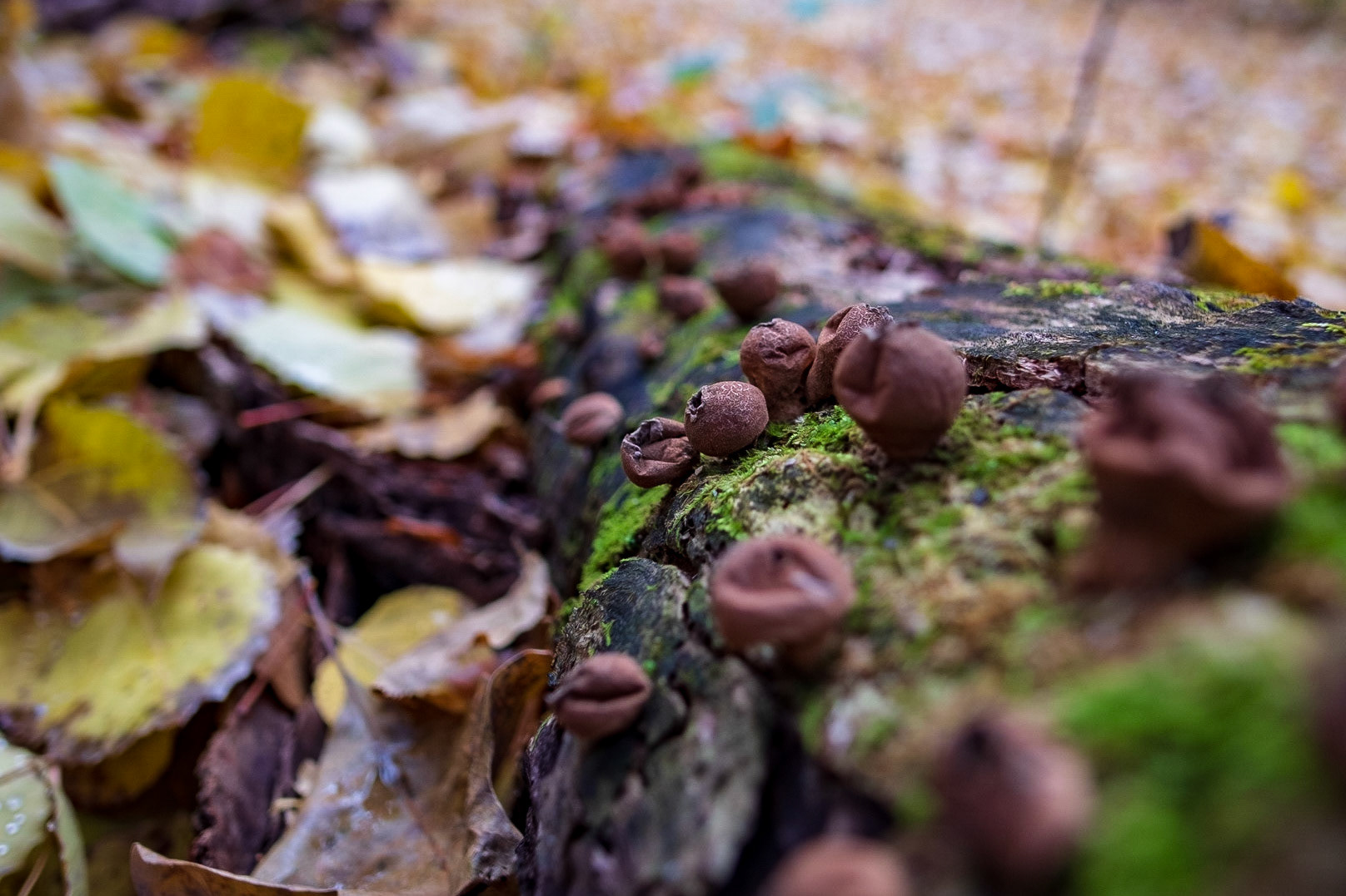 I've never witnessed so many poof spore mushrooms all in one place before!