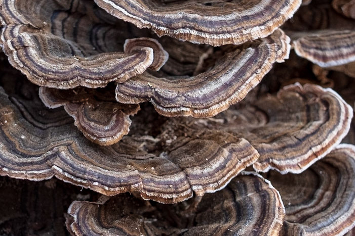 Turkey Tail