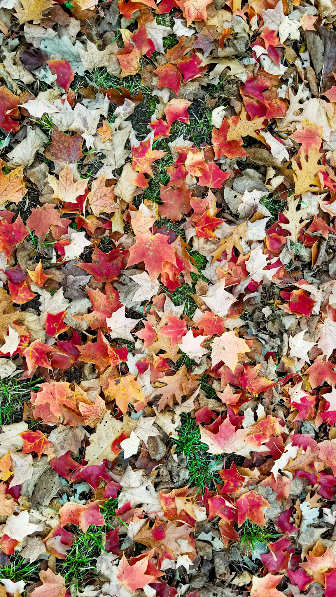 A nice mix of fall leaves.