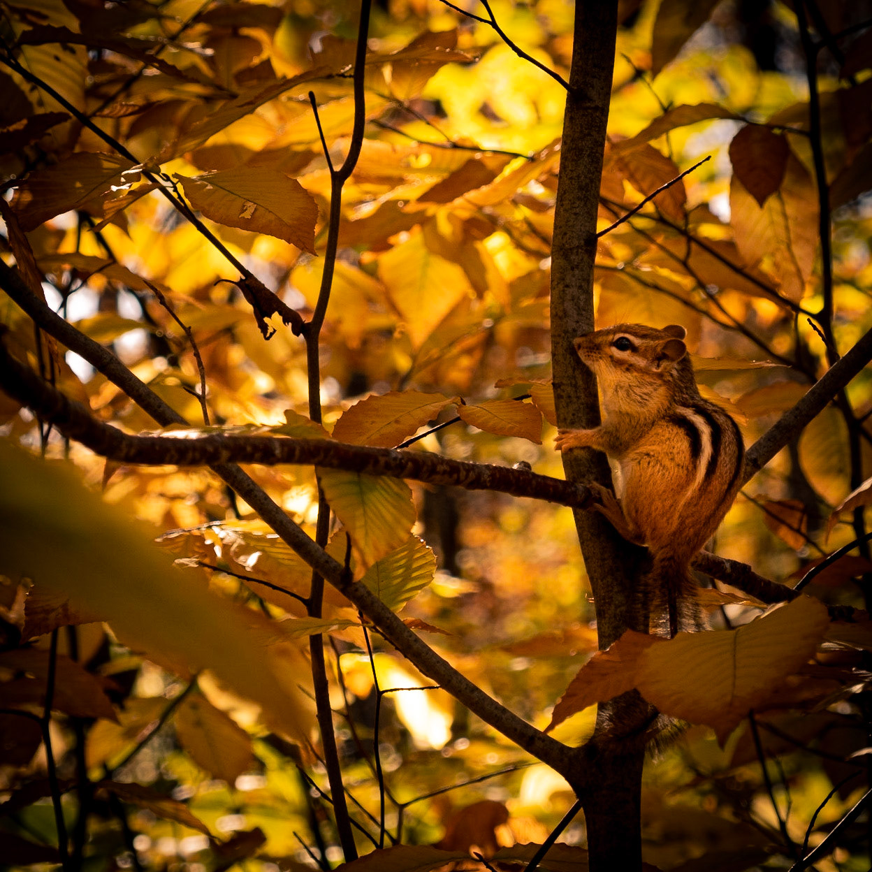 This little dude knows what's ahead. That's why he's clinging to a tree.