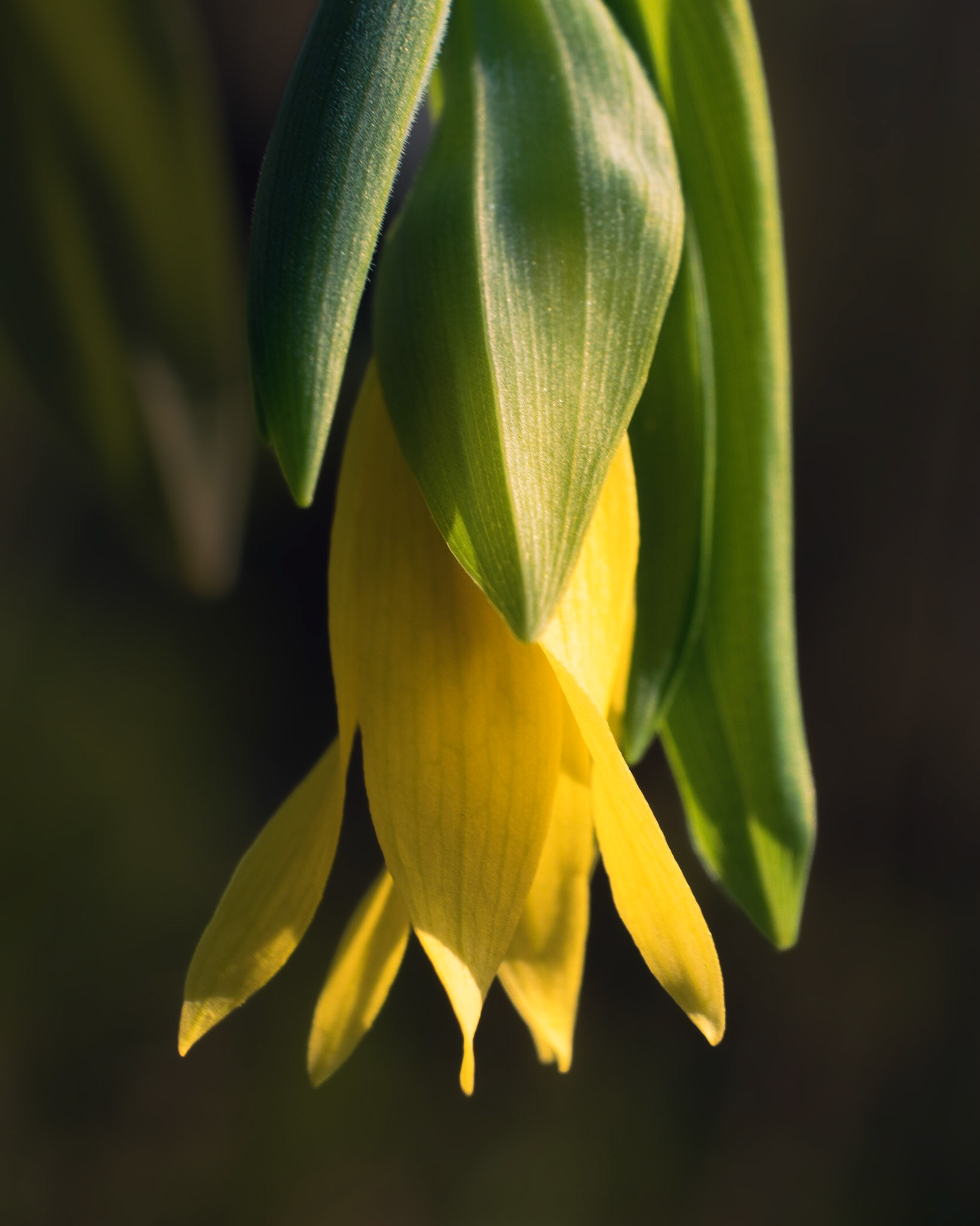 It might not have a sound, but it's a great bell in the flower world.