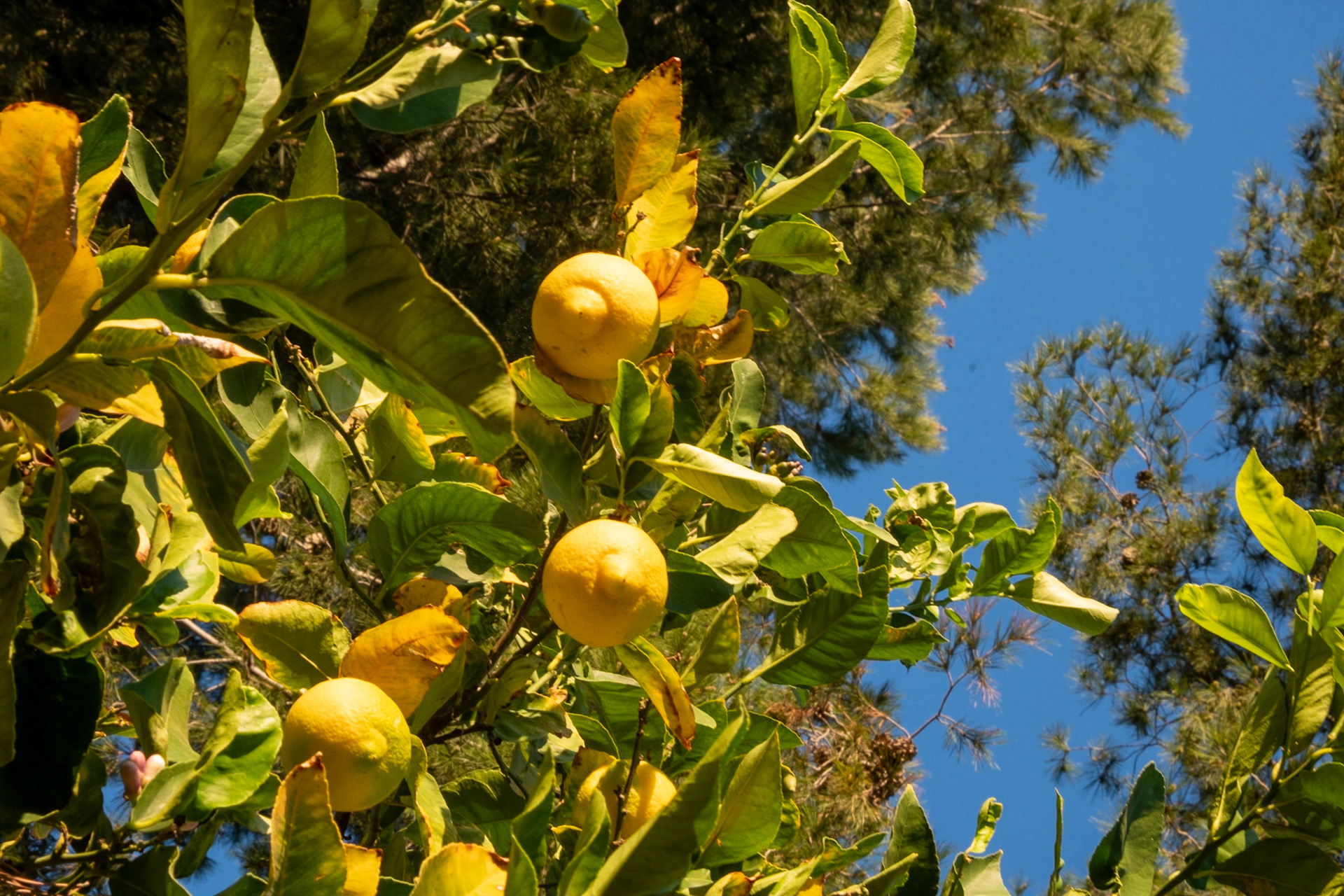 just a blue sky and green every where with a side of lemon kind of day. Perfect.