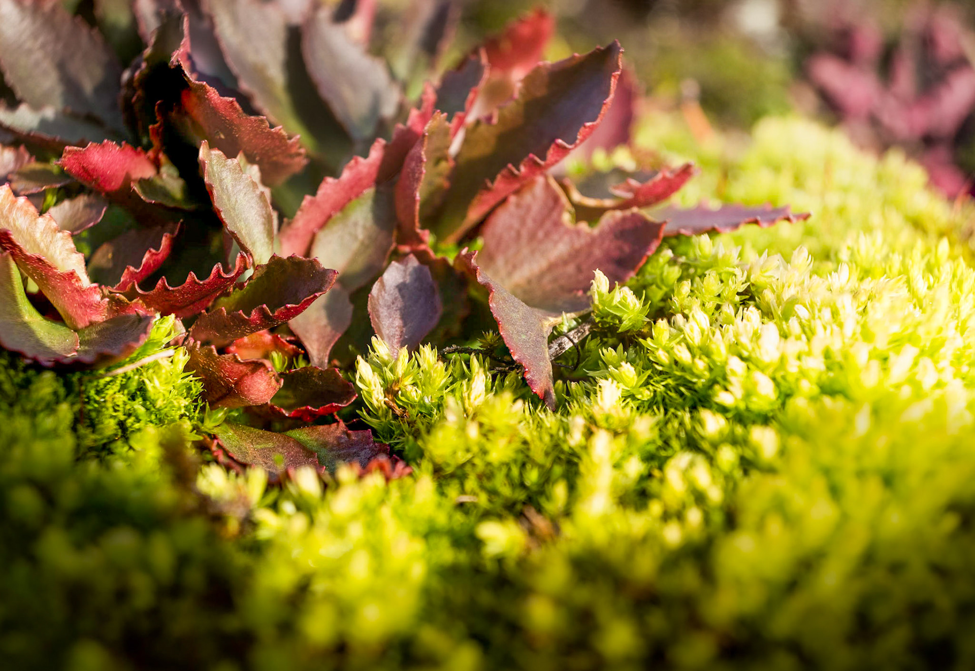 The sun popped out just in the right time for this. I can't get over the contrast from red to green and the textures in that red leaf plant thingy.