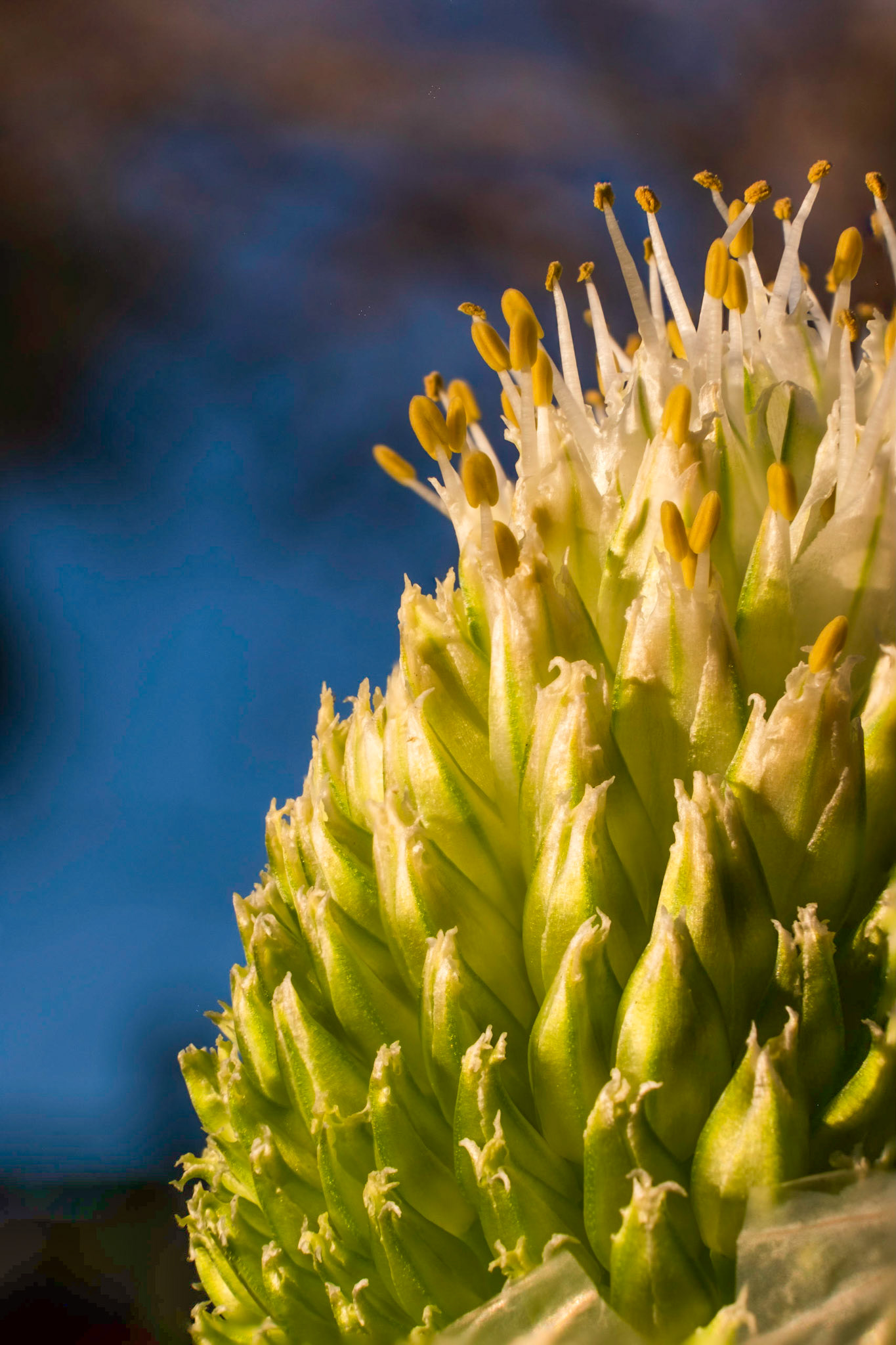 This flower knows how to stand out. Towering a few feet above the rest making sure it gets its time to shine in the sun.