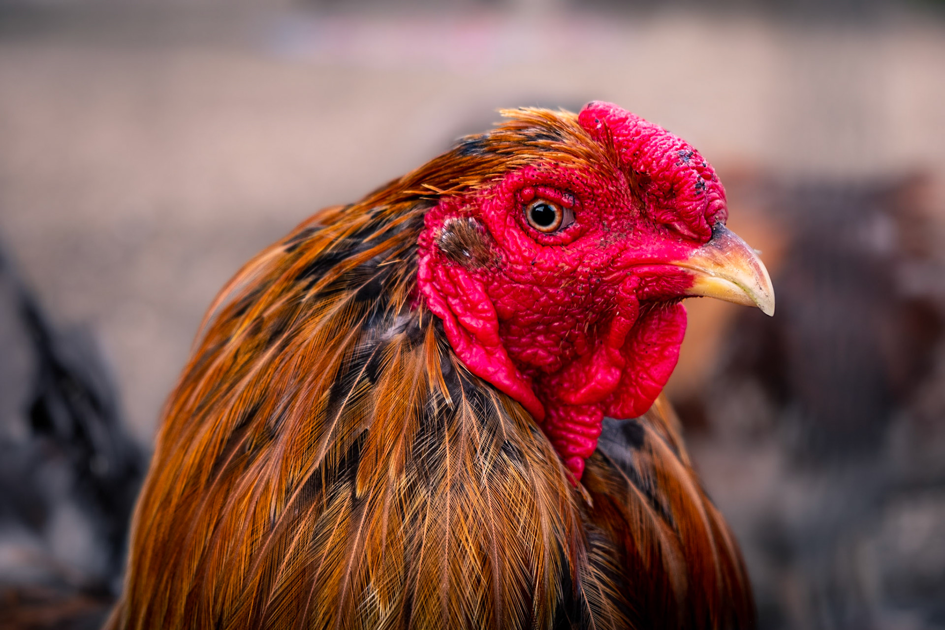 Snoop is very photogenic. He knows when I was taking photos and stood really still for them... at least for a rooster anyway.