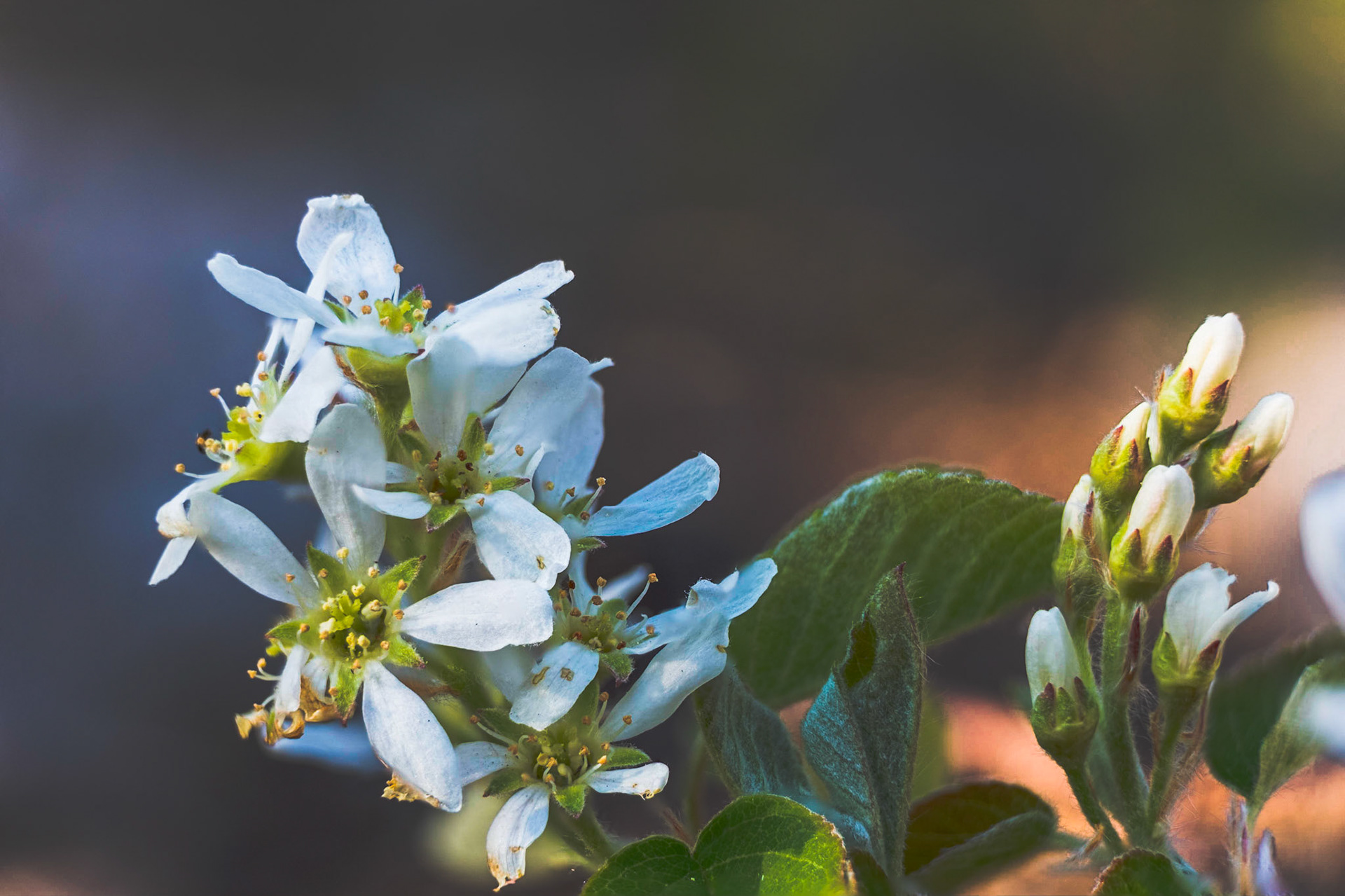 More flowering somethings. I walked by this plant many times on the way to the lake for water refills. I figured I'd capture it before it got stepped on. Amazingly, it survived all our foot traffic.