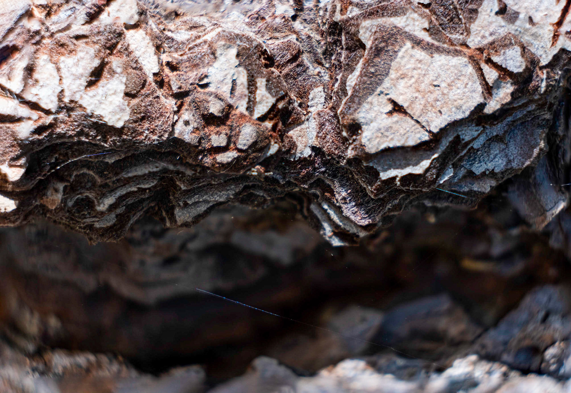 The deep crevasse of tree skin