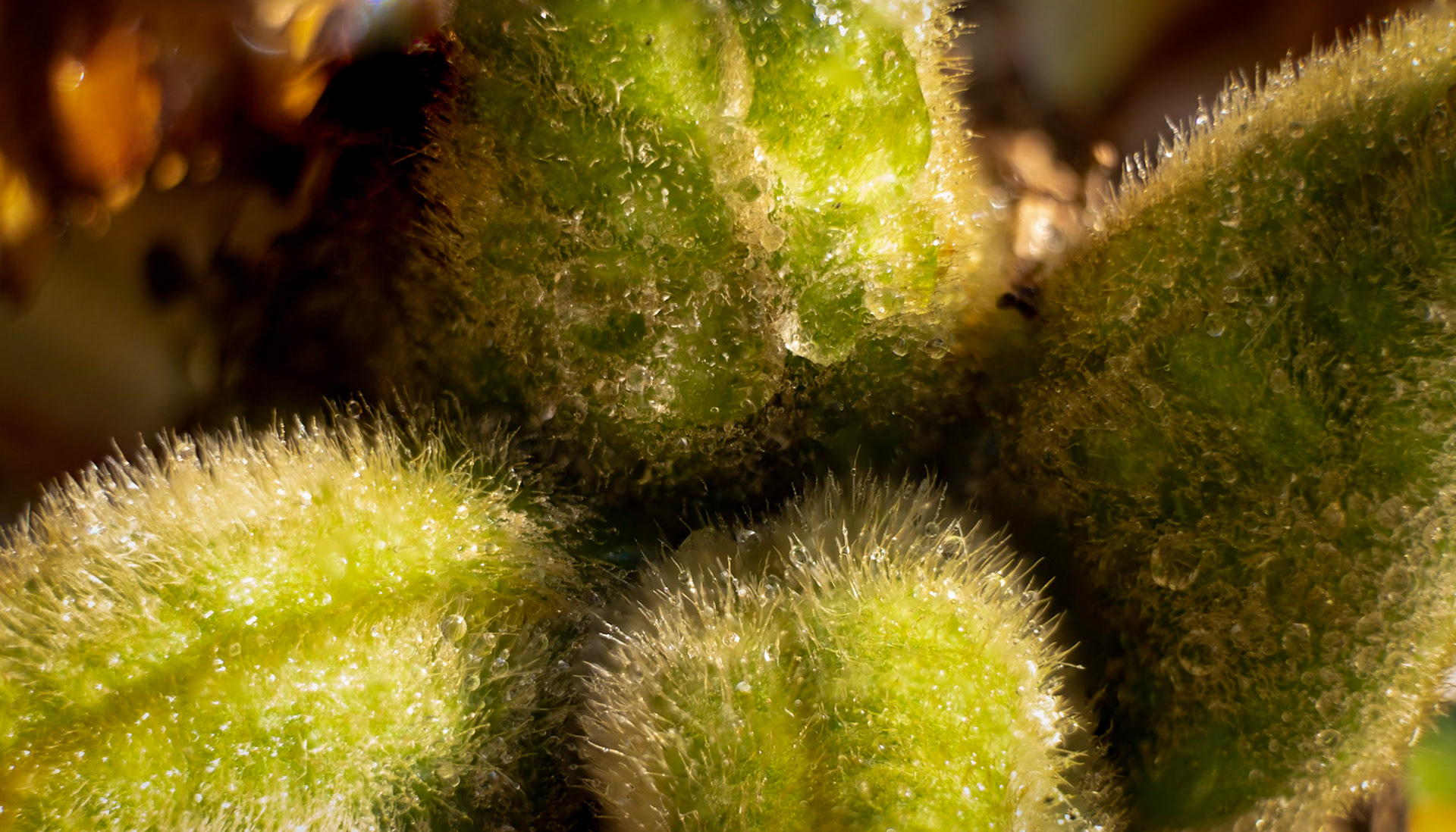 The Peony seed pods for next year - The flowers may have come and gone but it still left something interesting behind.