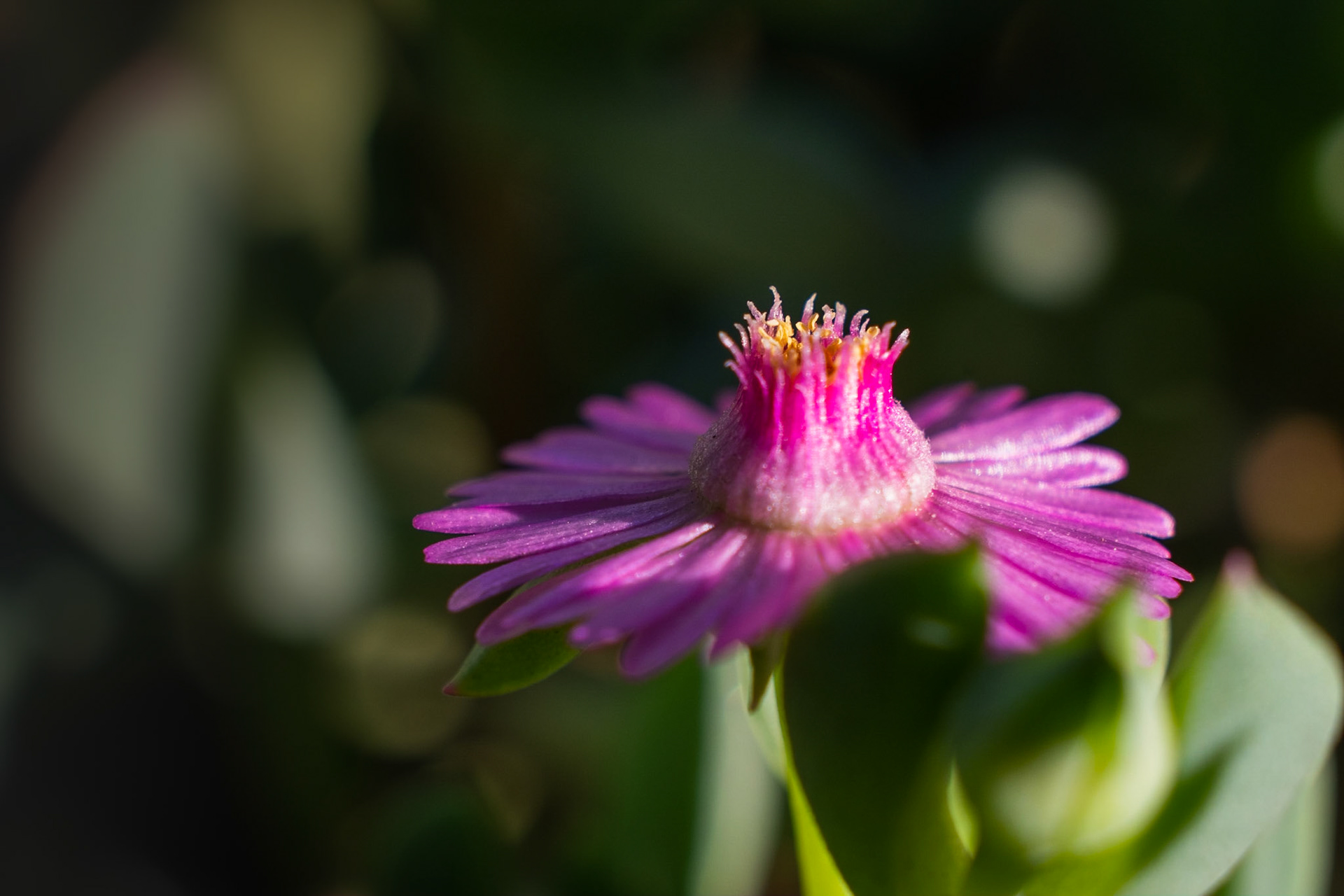 Stemming from some sort of succulent plant, a tiny burst of delicate fancy.
