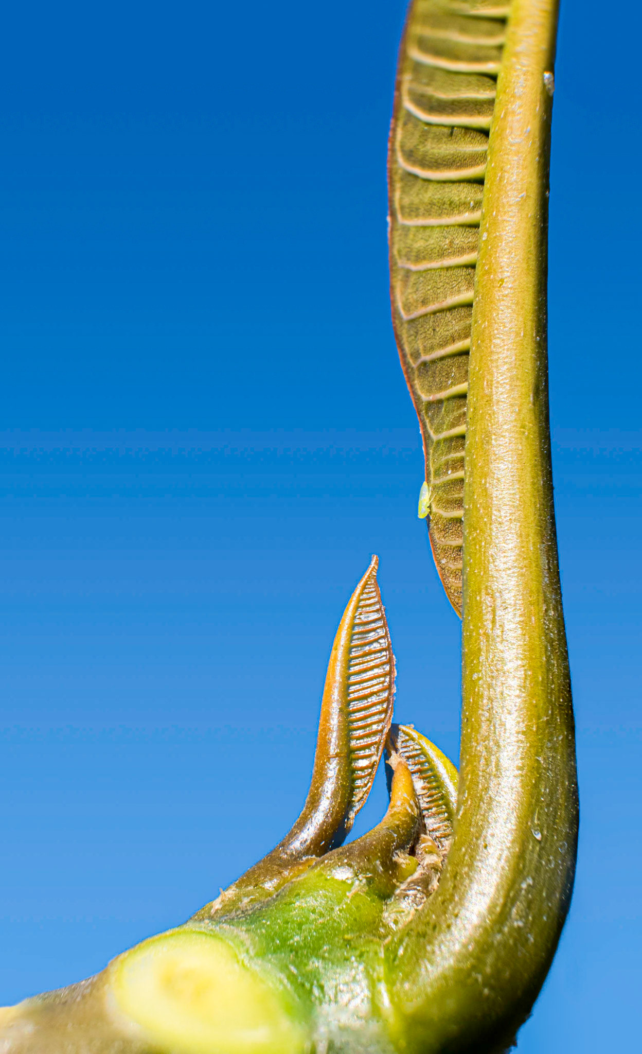 I don’t always have to know what it is to know I like it -These newly budding leaves from a plant I know nothing about and that little tiny aphid looking bug made for a nice shot against the blue Californian sky.