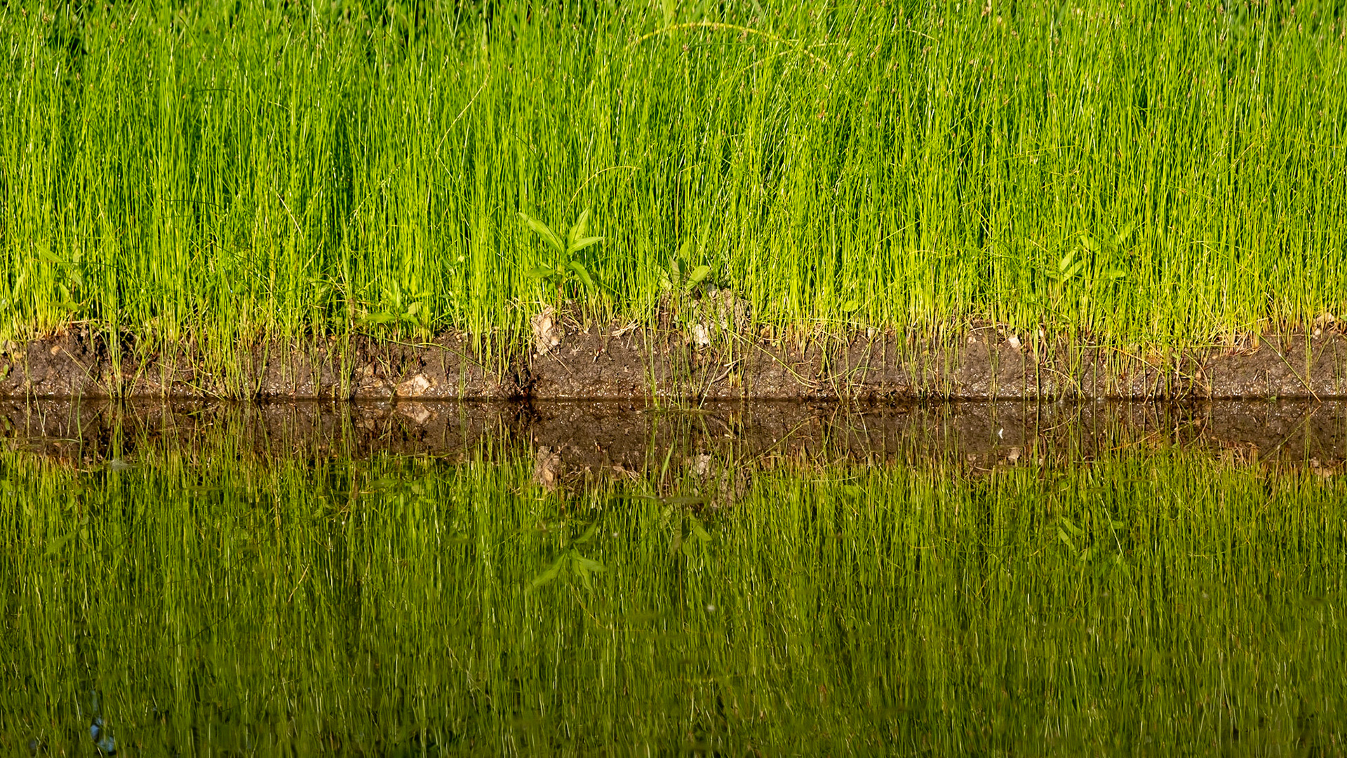 Simplicity amongst the reeds.