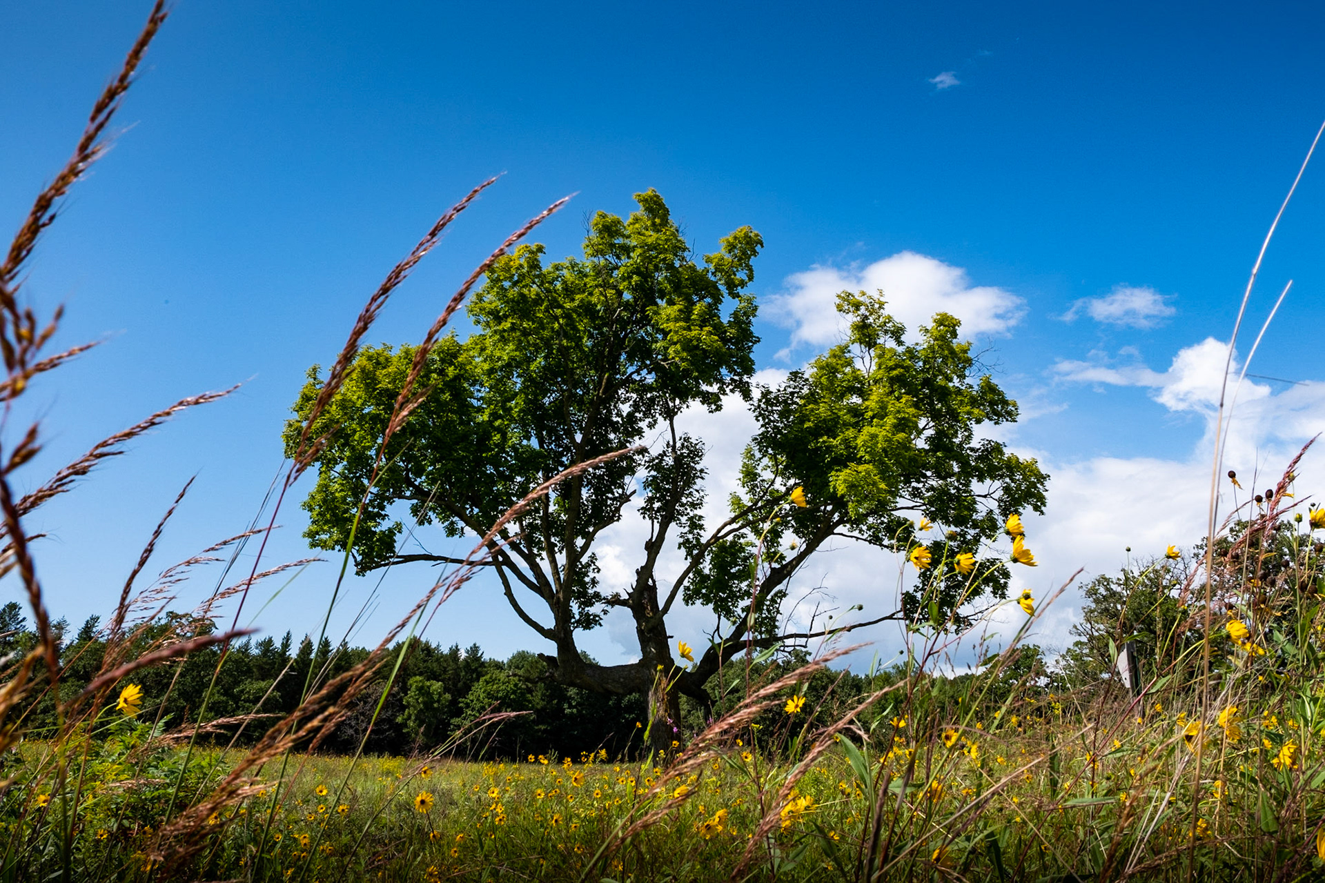 Minnesota Landscape Arboretum - The Prairies