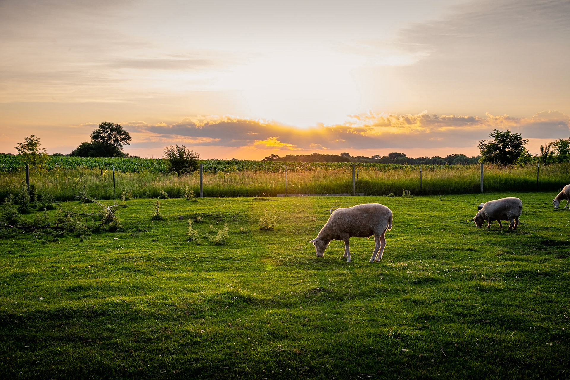 Quite a nice sunset. Watching the sheep, George, Frederick, and Oliver graze while Tally the goat nudges my legs testing my camera holding ability. After that I got the tripod.