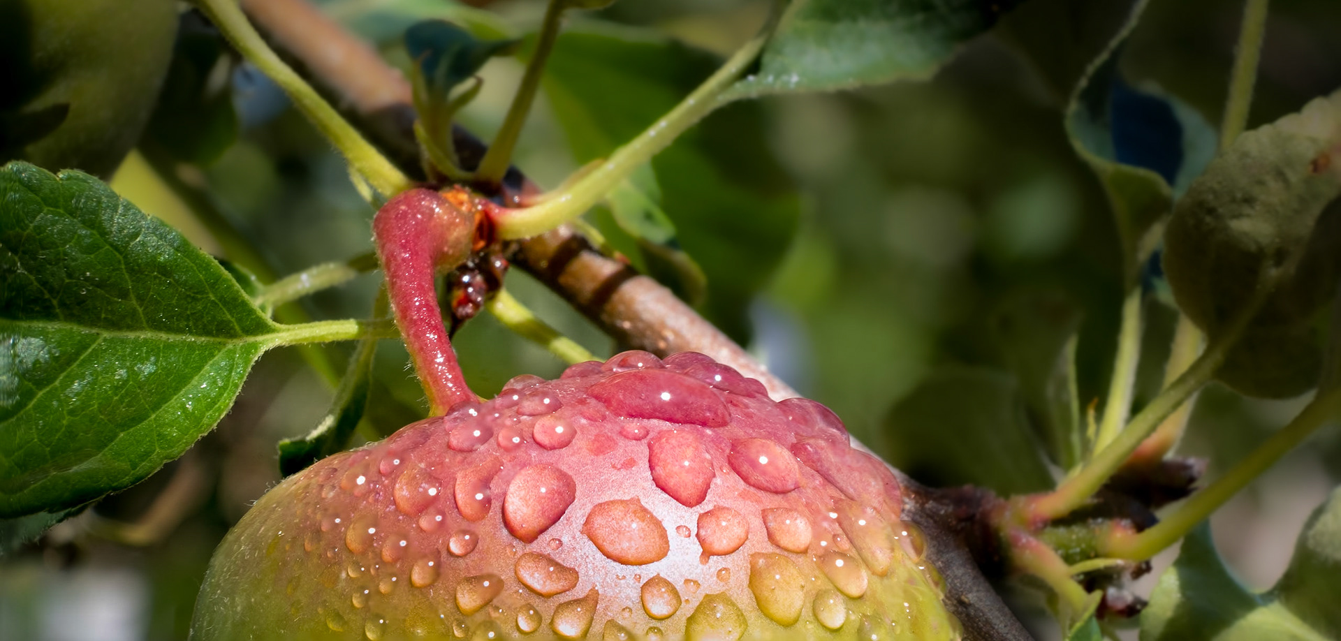 Have you had your apple today? - I've watched this tree grow since I was 7. A gift from my neighbor who shared everything from her gardens. Now, it's 15' tall and produces apples every year.