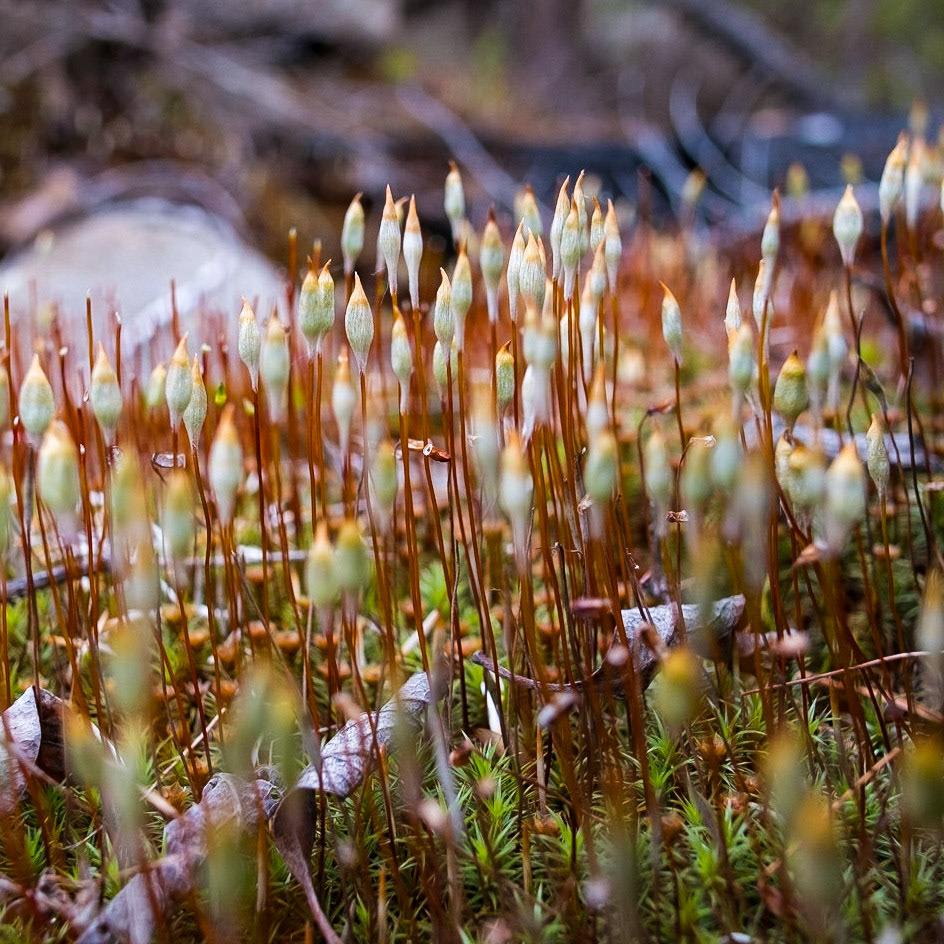 Moss spores reaching high and waiting to burst!