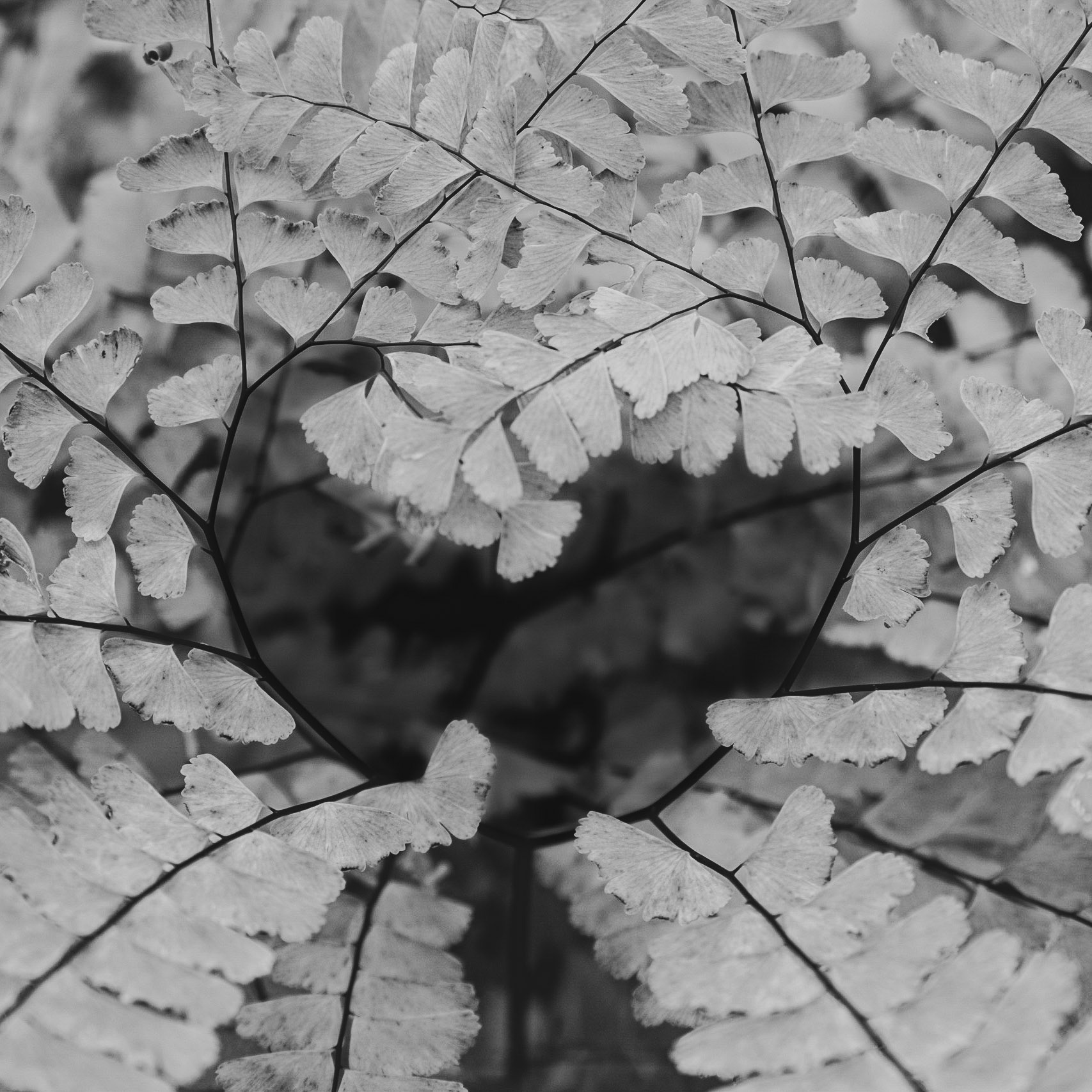 Natures symmetry at it's finest.