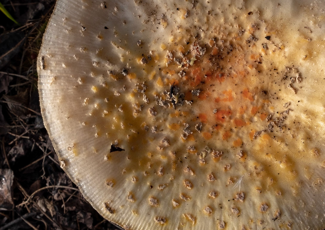 Everytime I look at this, I want eggs. The tops of the mushrooms with paprika  and pepper apparently.