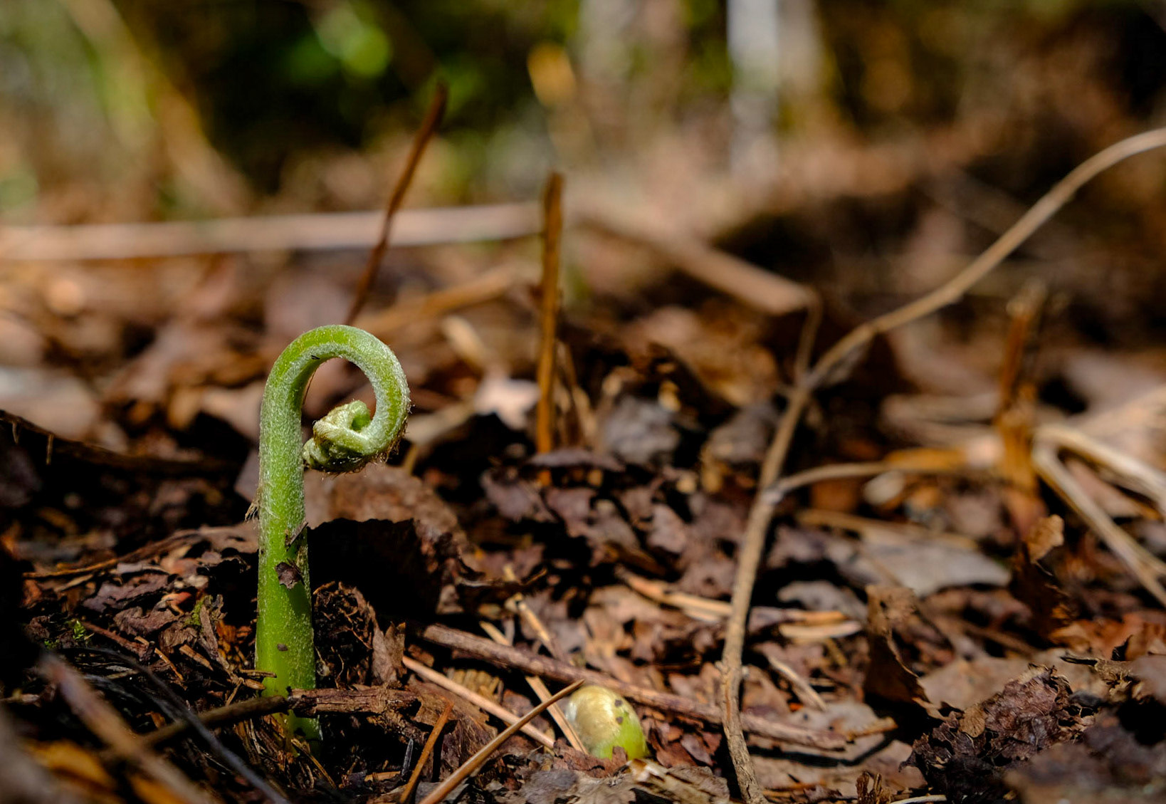 A little more green making it's way into the forest.