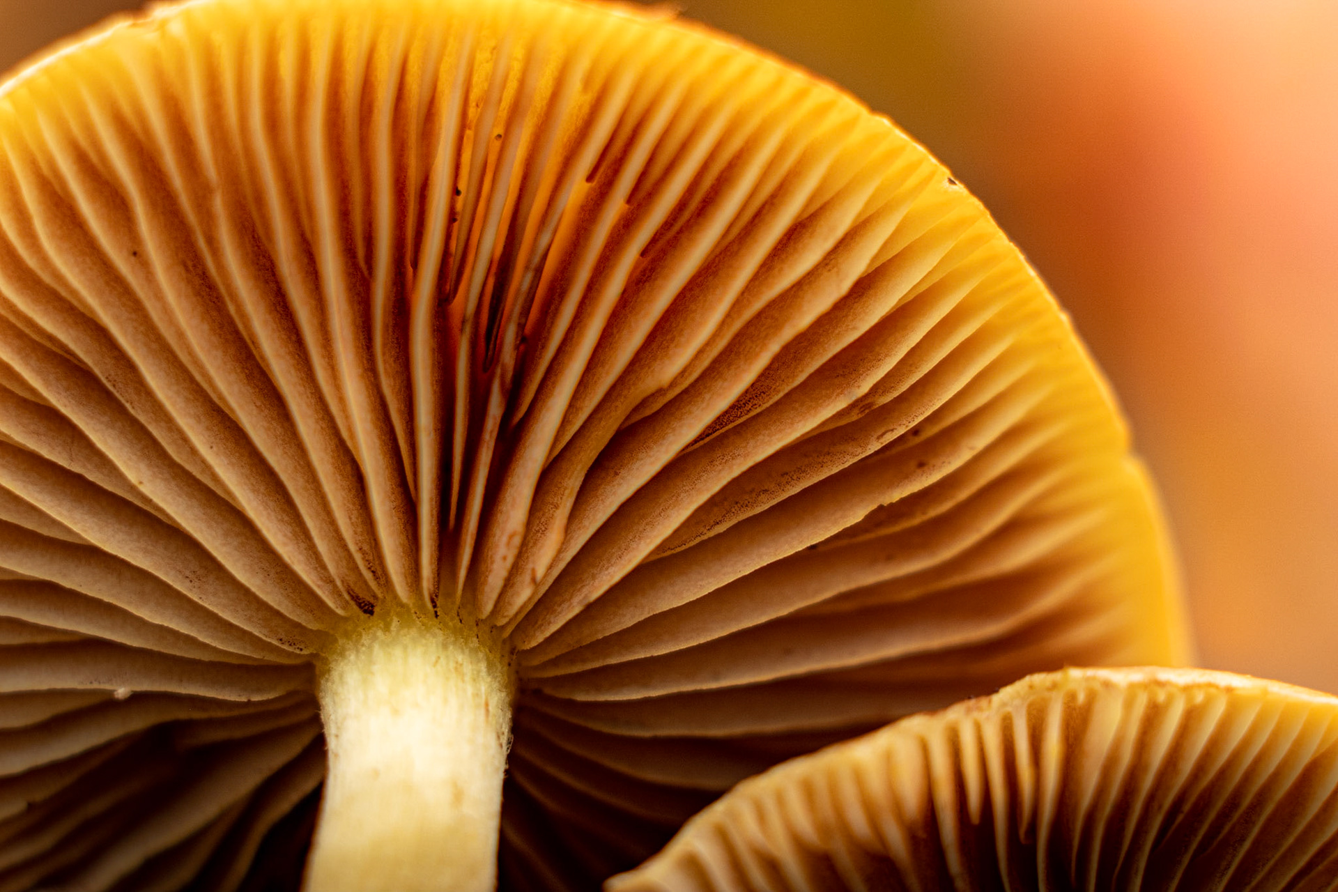 The understory of the understory.