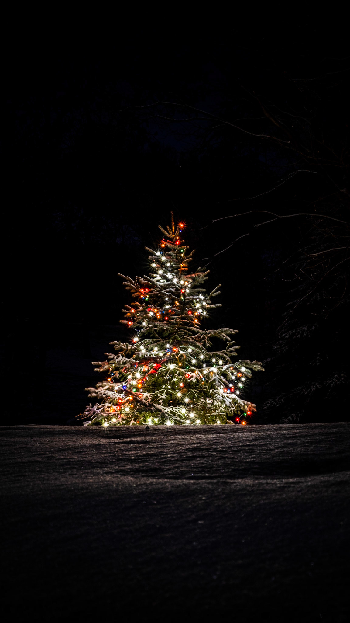 A lone tree in a field. Do you know how hard it is to find a tree by itself with snow on it with all this wind? But thankfully, there it is.