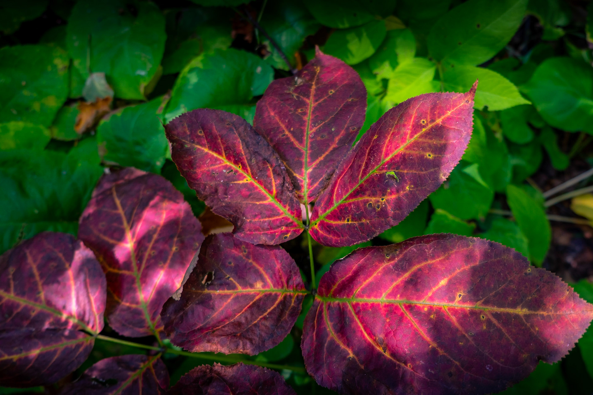 Hows that for a splash of color.